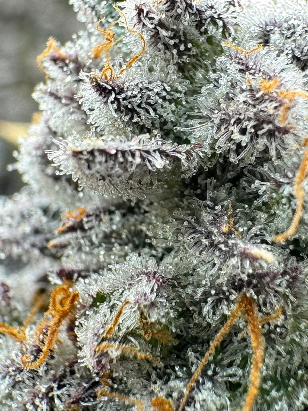 Grow & Grin - Cannabis Friends