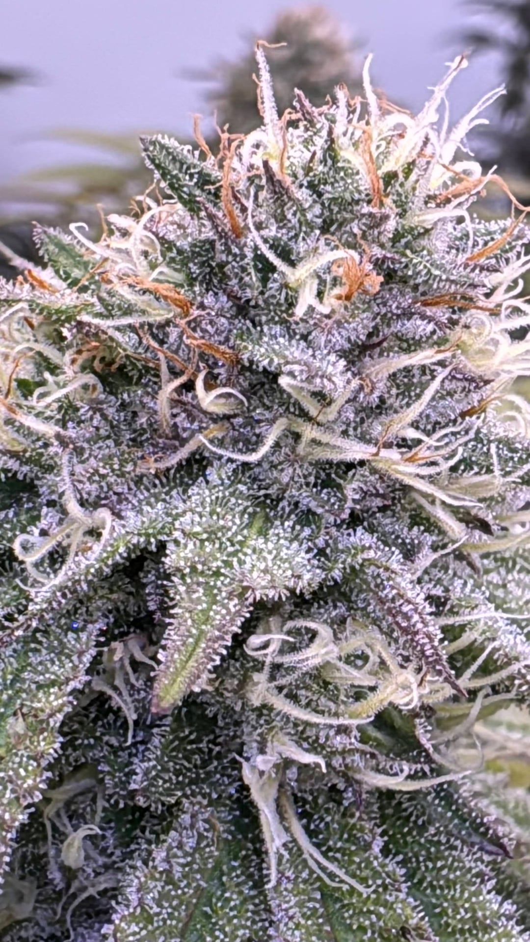 Family Weed Farm
