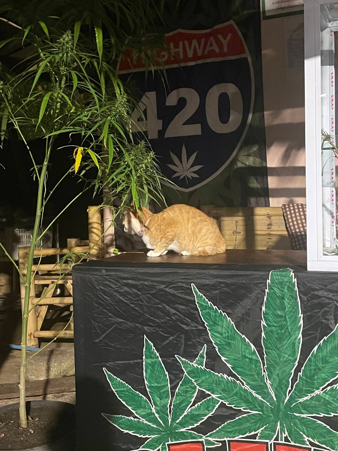 Munchai Ganja
