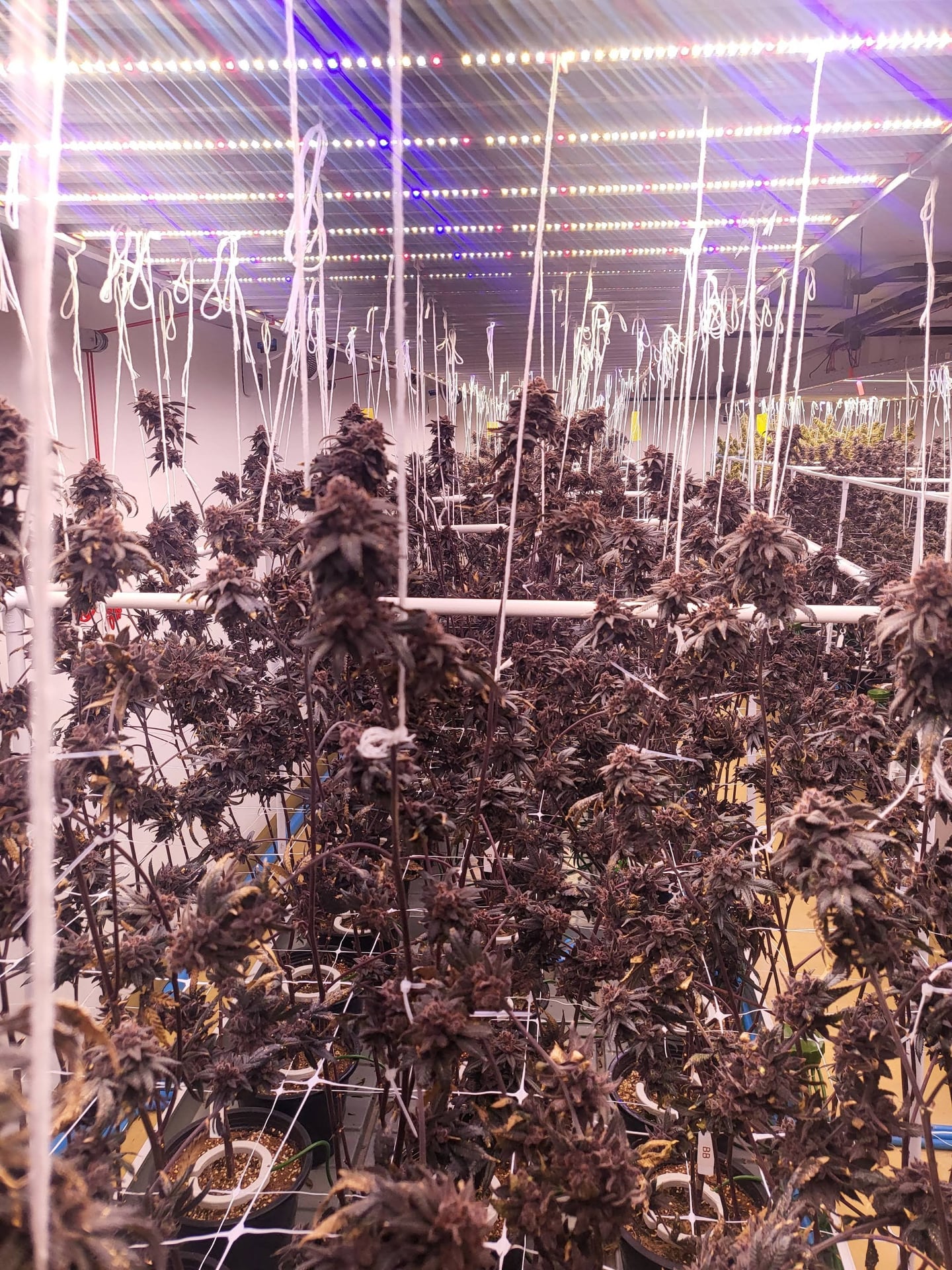 Verdant Remedy - Indoor Cannabis Farm By