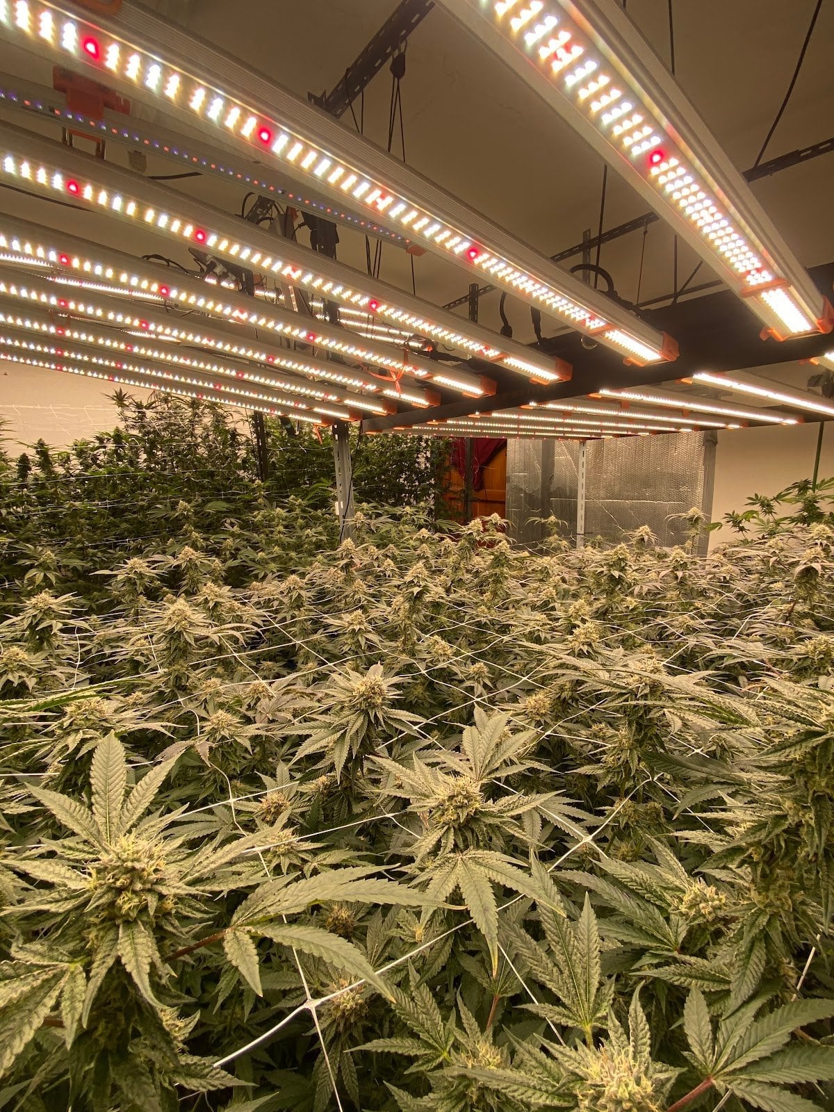 BT420 Farm