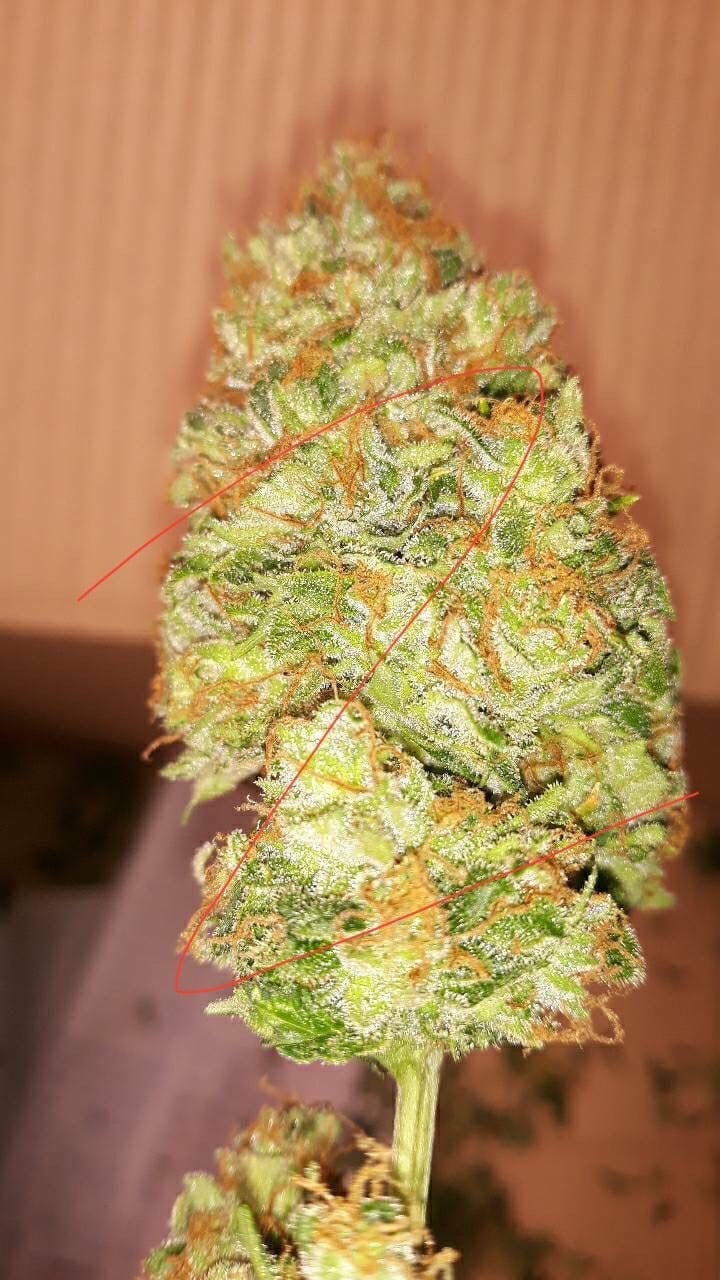 Ubonweed