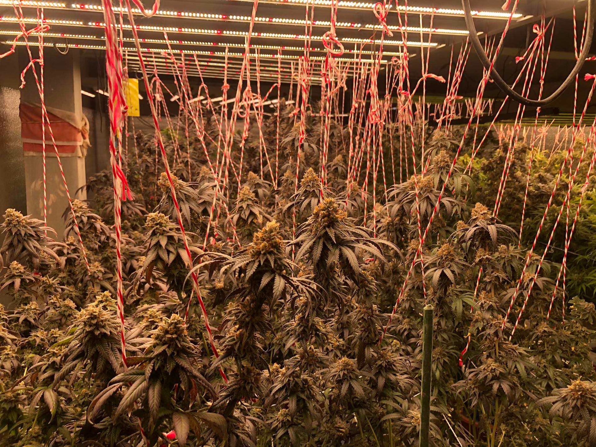 65Cannabis