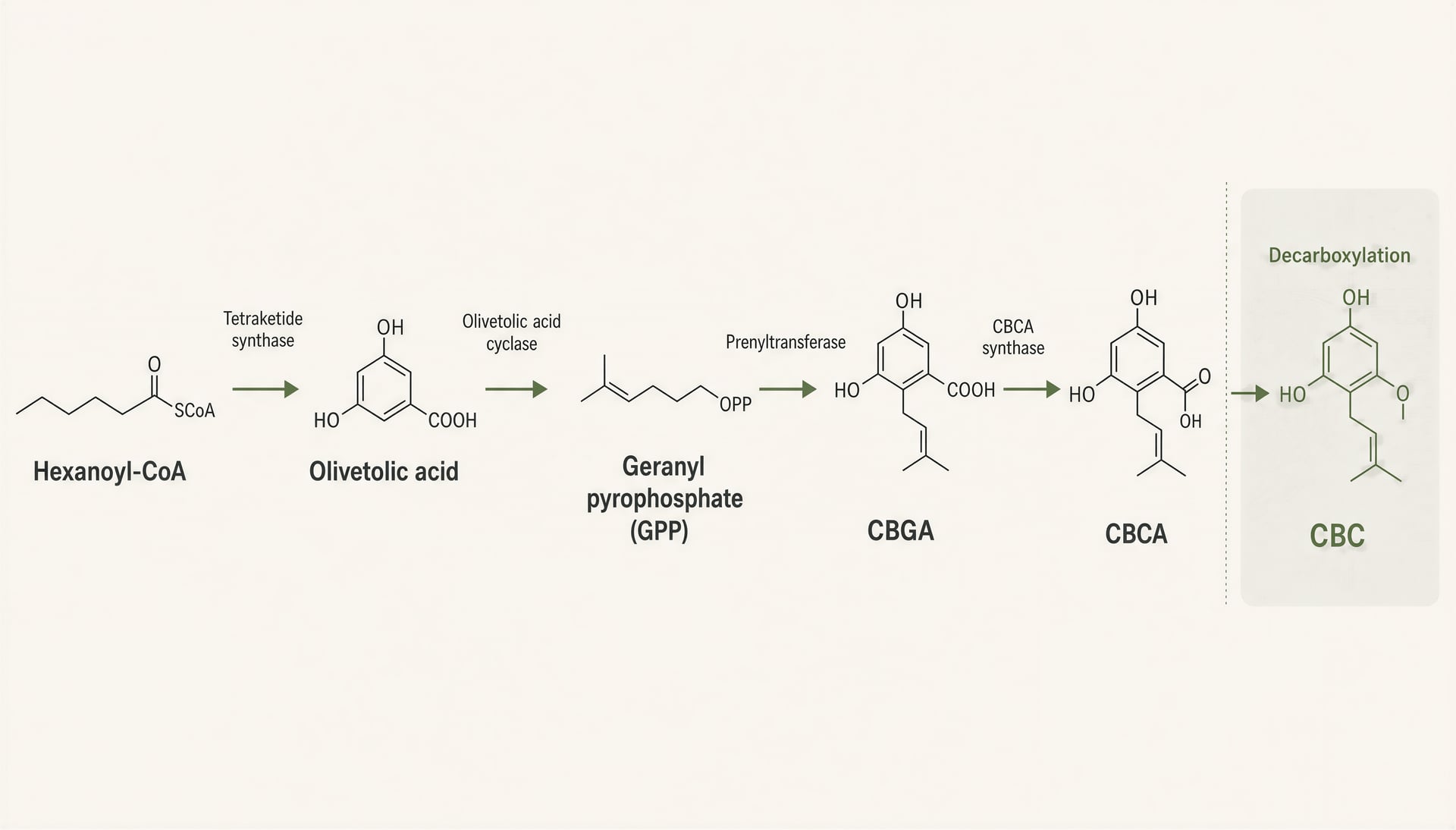 Diagram of the biosynthetic pathway from hexanoyl-CoA to CBC