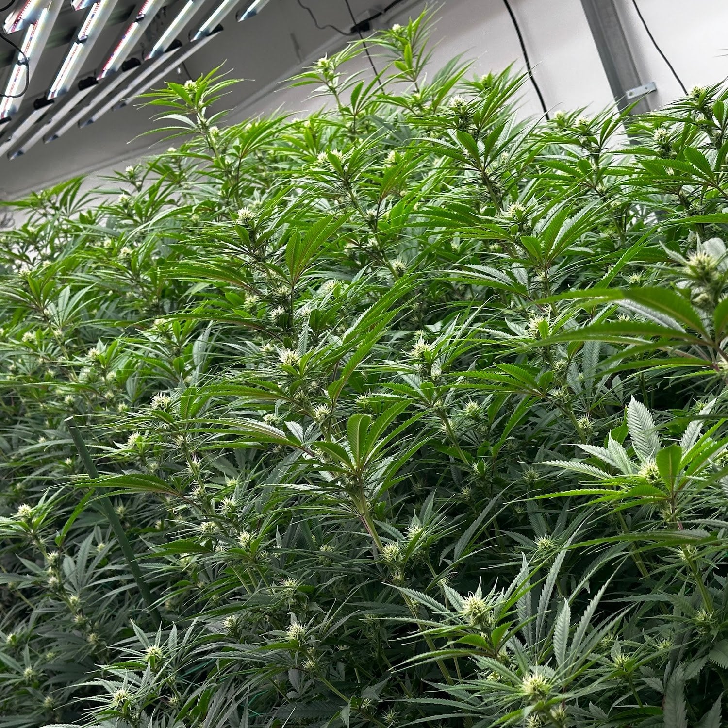 Cannamart By Canigrow