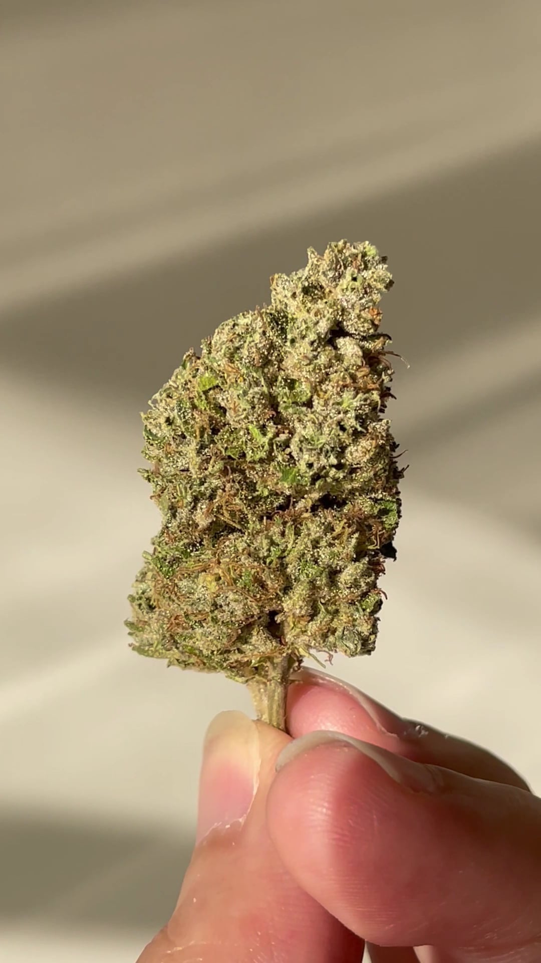 Case Study Ubon Cannabis