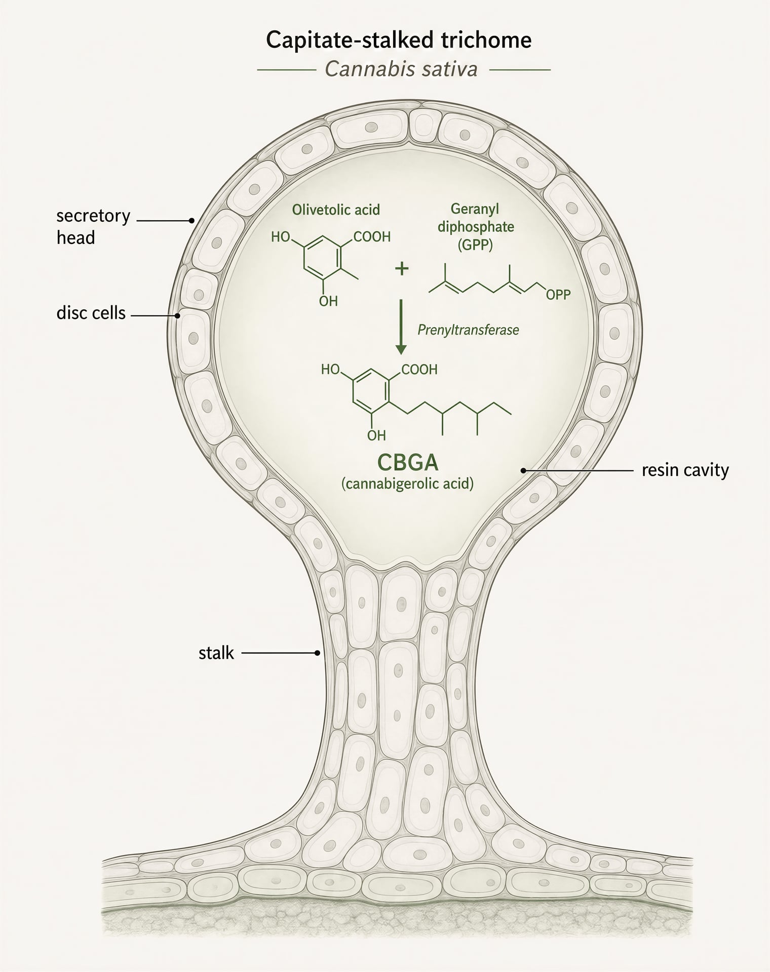 Diagram of a cannabis trichome showing olivetolic acid and GPP combining to form CBGA
