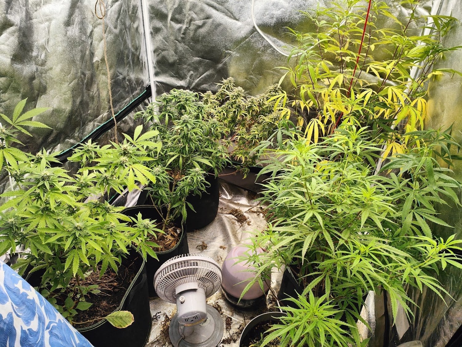 Sky High Cannabis
