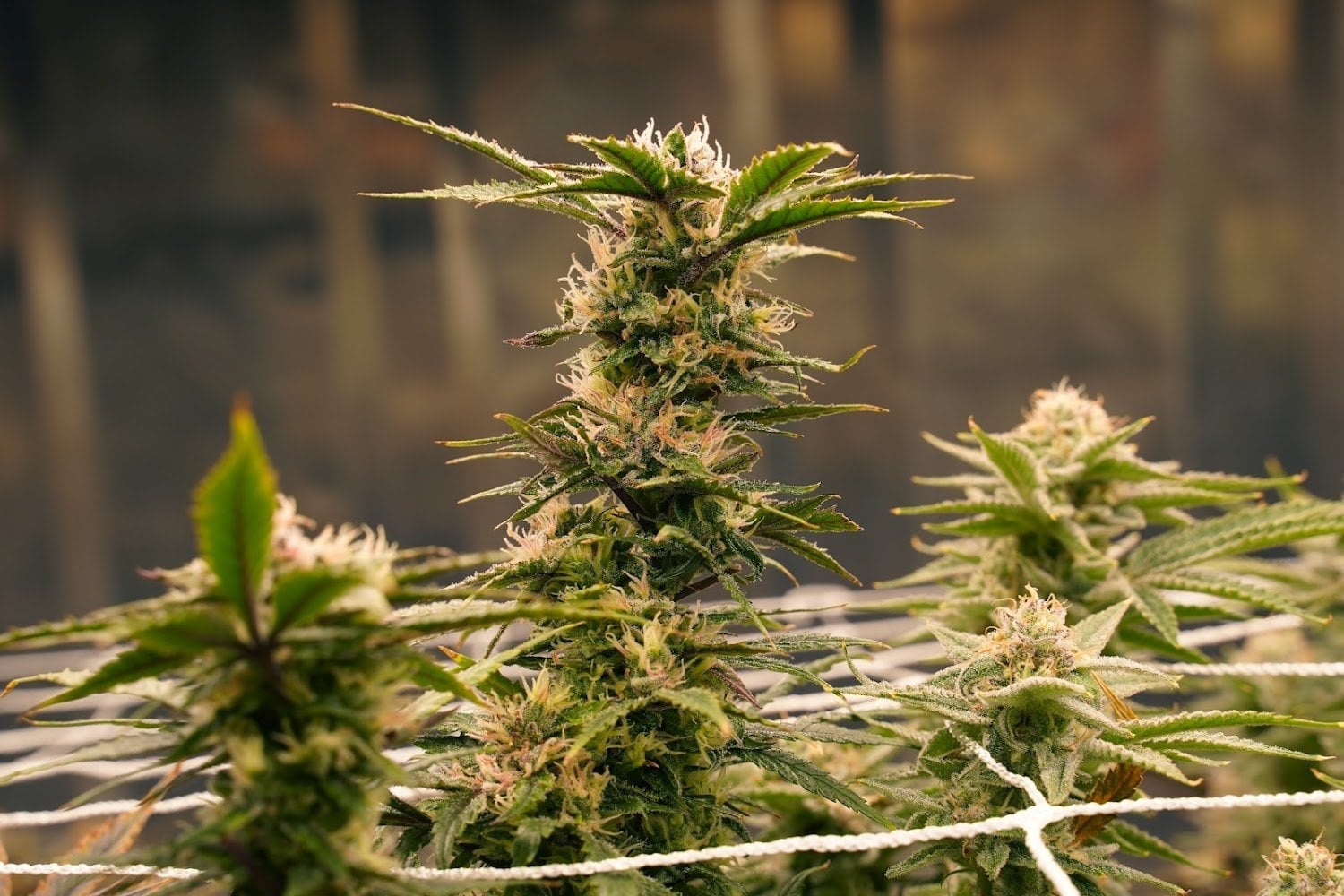 Canna-tainer Cannabis Farm