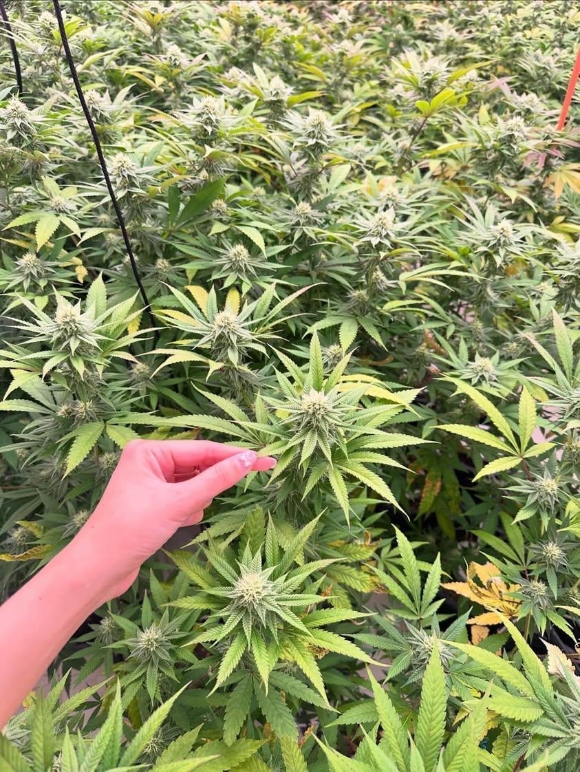 Daddy's Cannabis Farm & Delivery