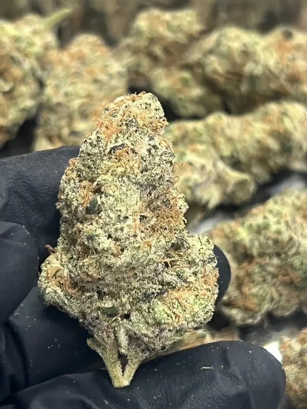 The Right Global Trading Co.,Ltd. RGTcannabis Farm
