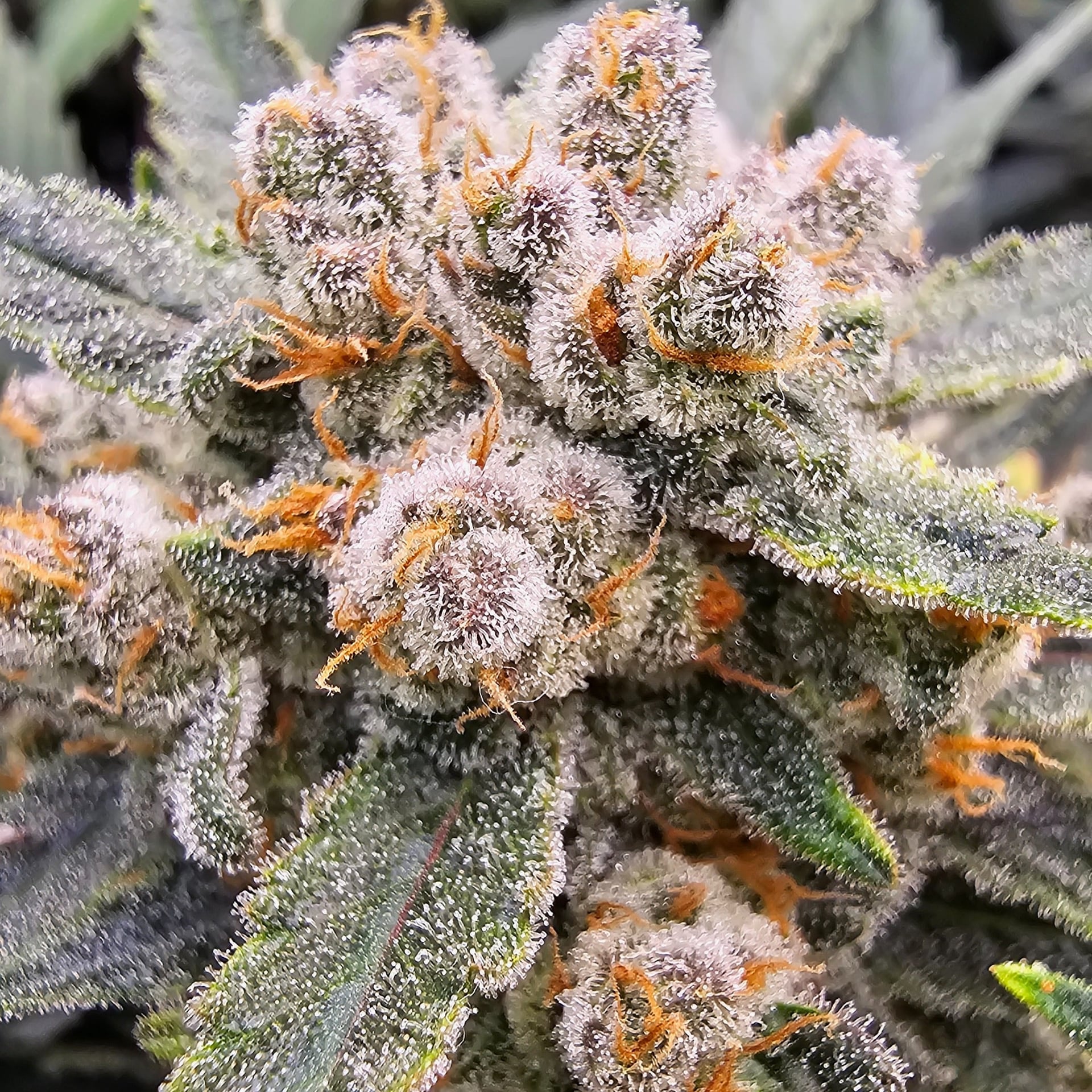 Nano Growers