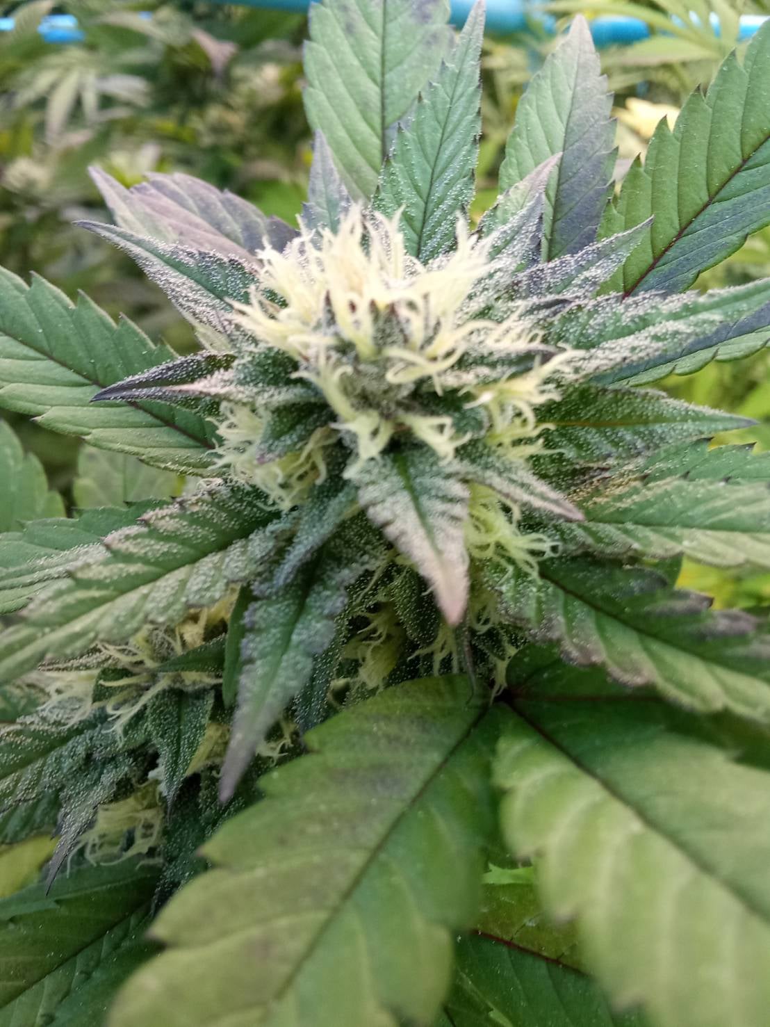 Direct Farm