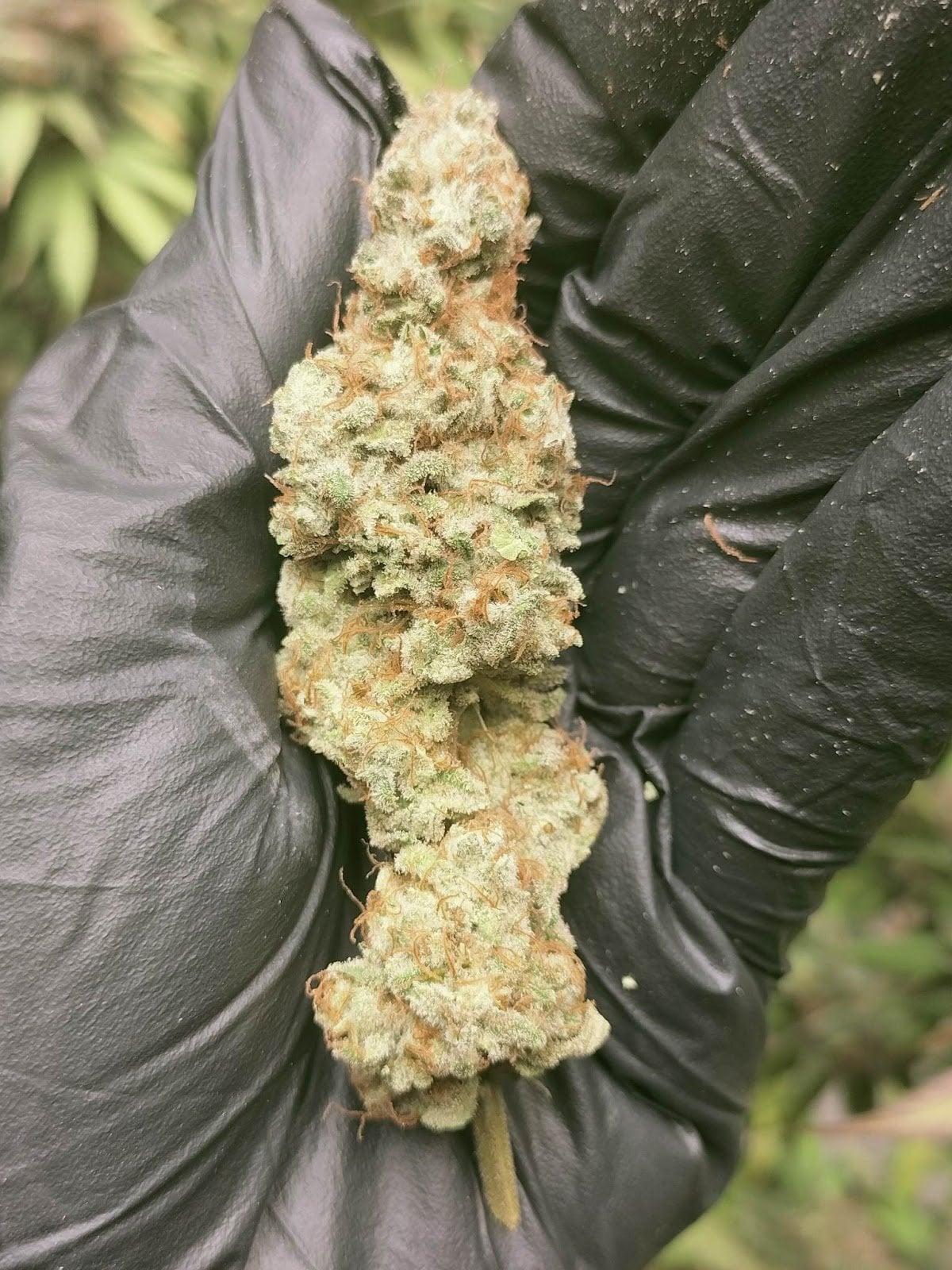 The Exotic