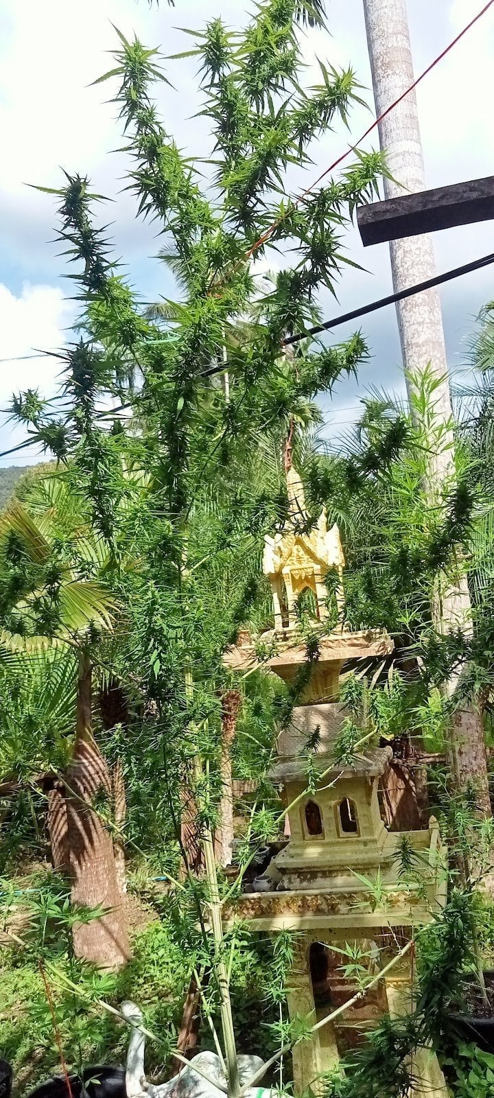 Wach Ri Thr Kla Hay
