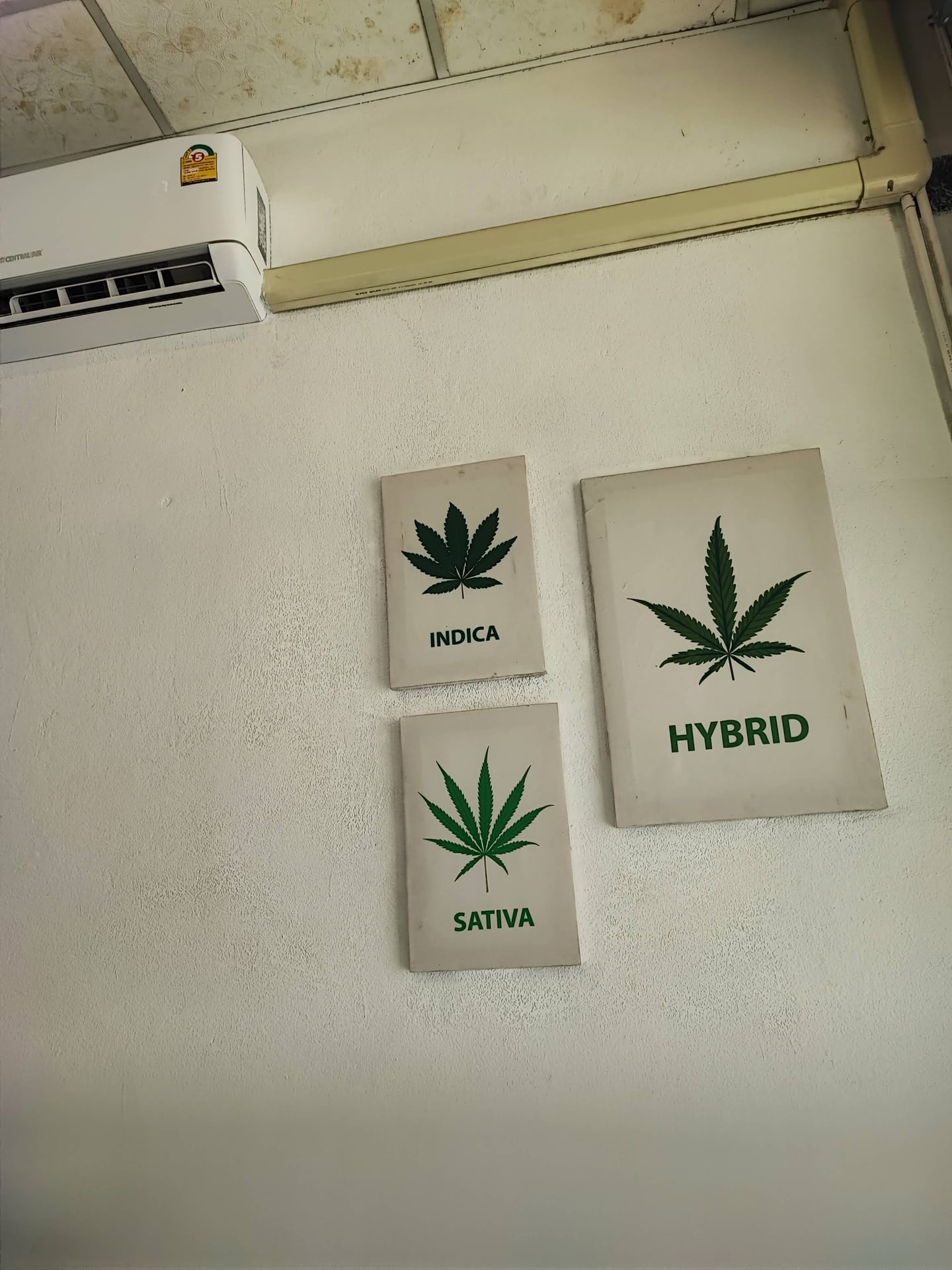 DIO Cannabis