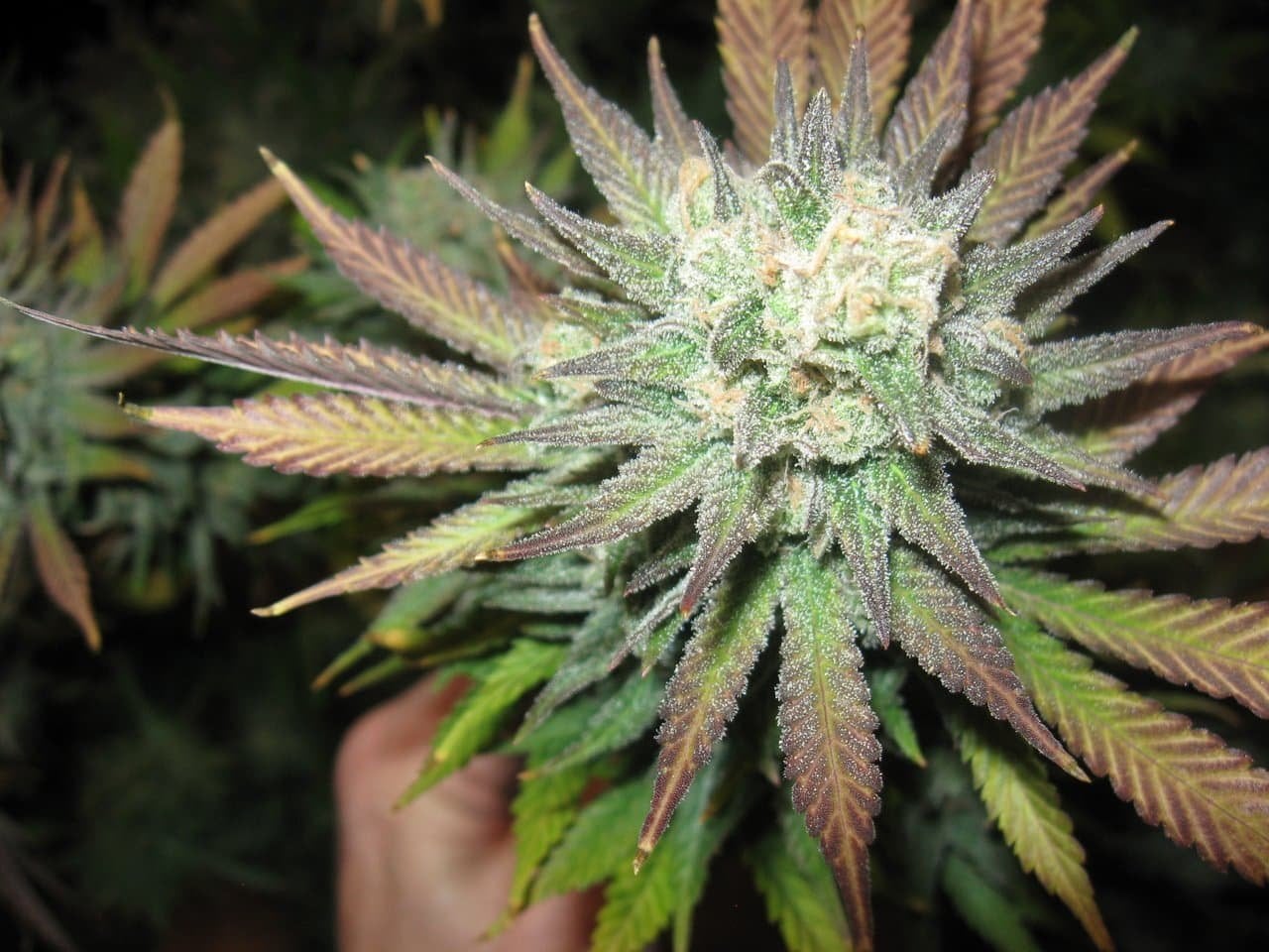Farm Weed MAGIC CANNABIS TH