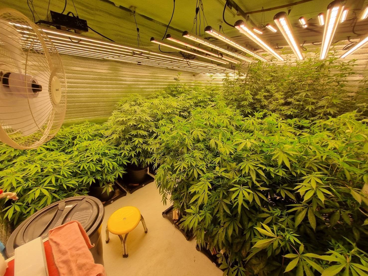 Happy Cannabis Farm
