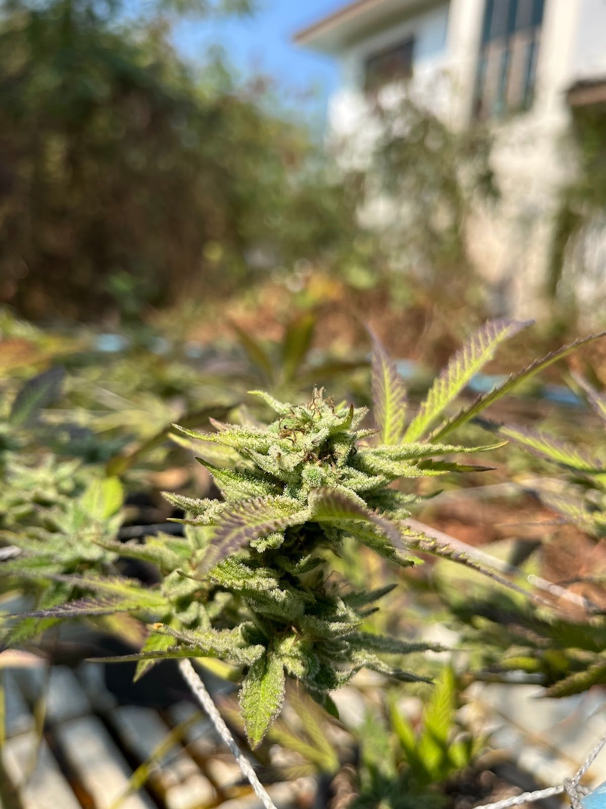High Home Grown