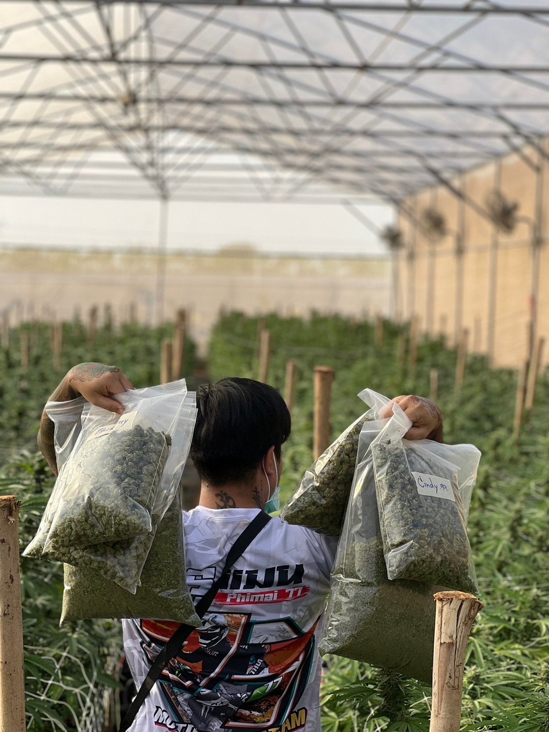 TM Weedstore Cannabis
