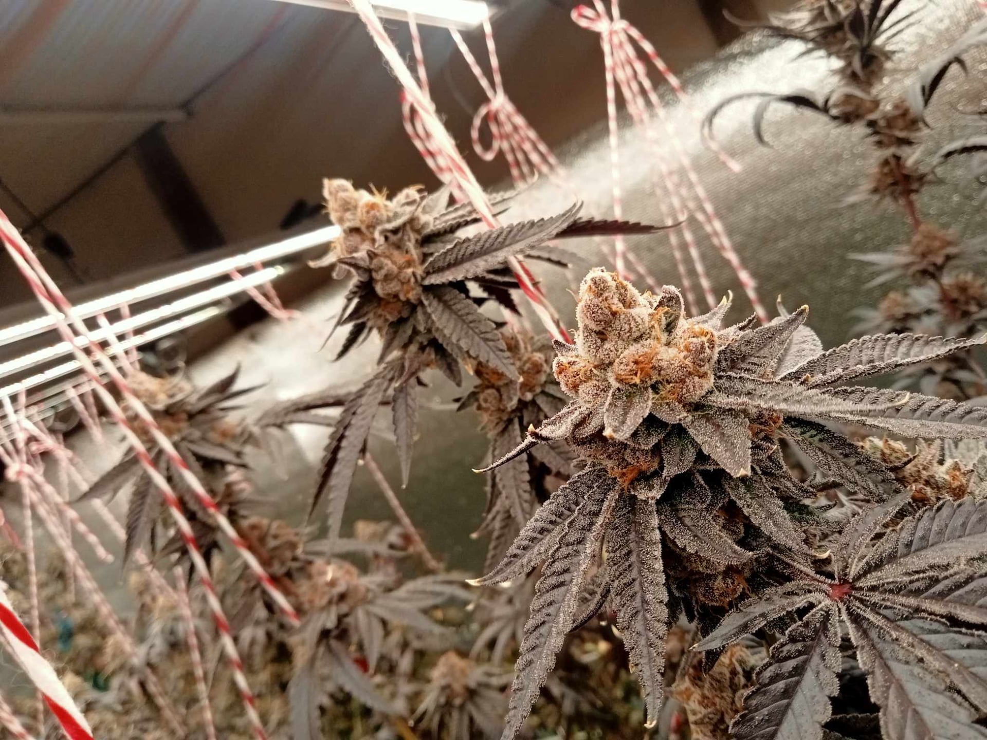 65Cannabis