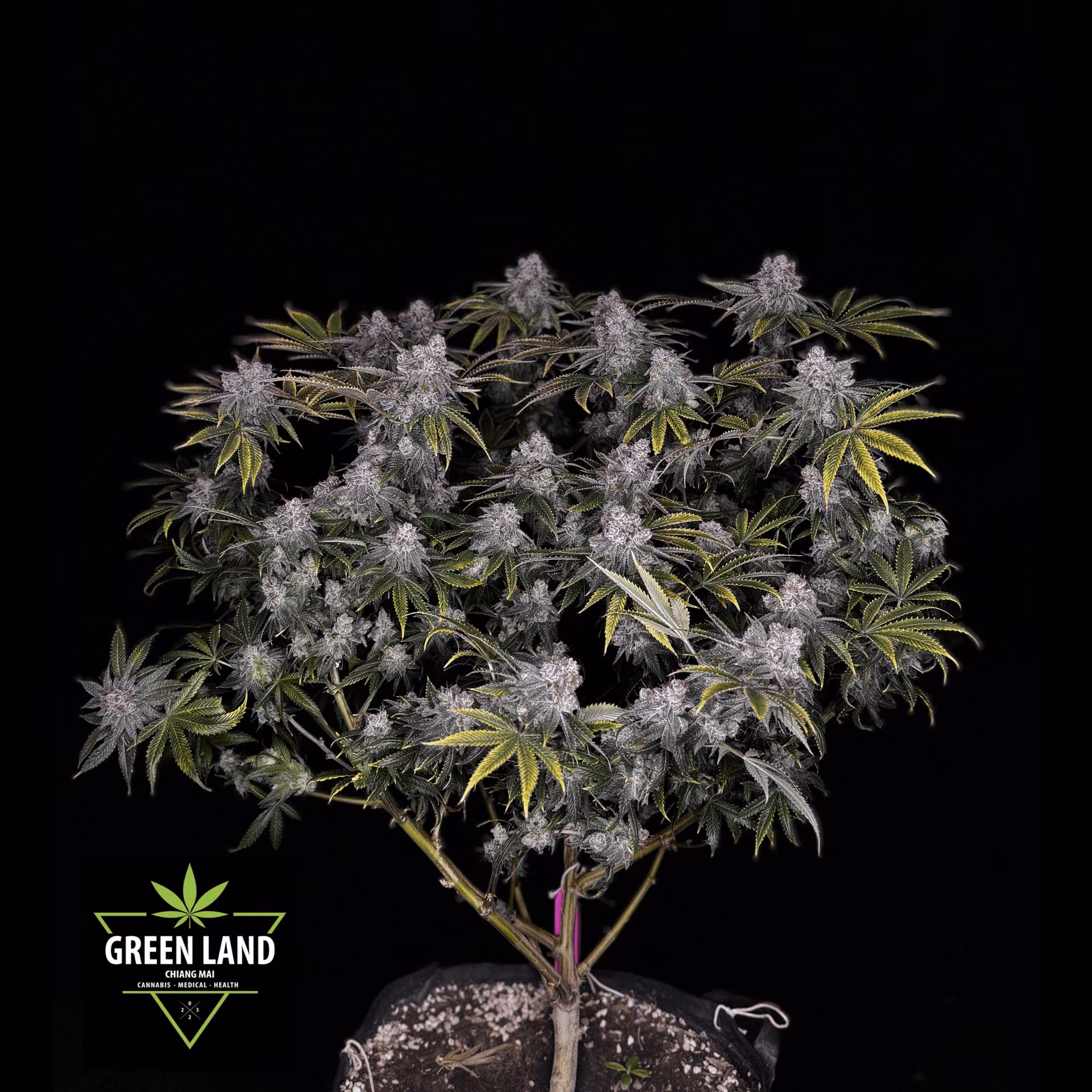 Cannabis Social Club Green Land CNX logó