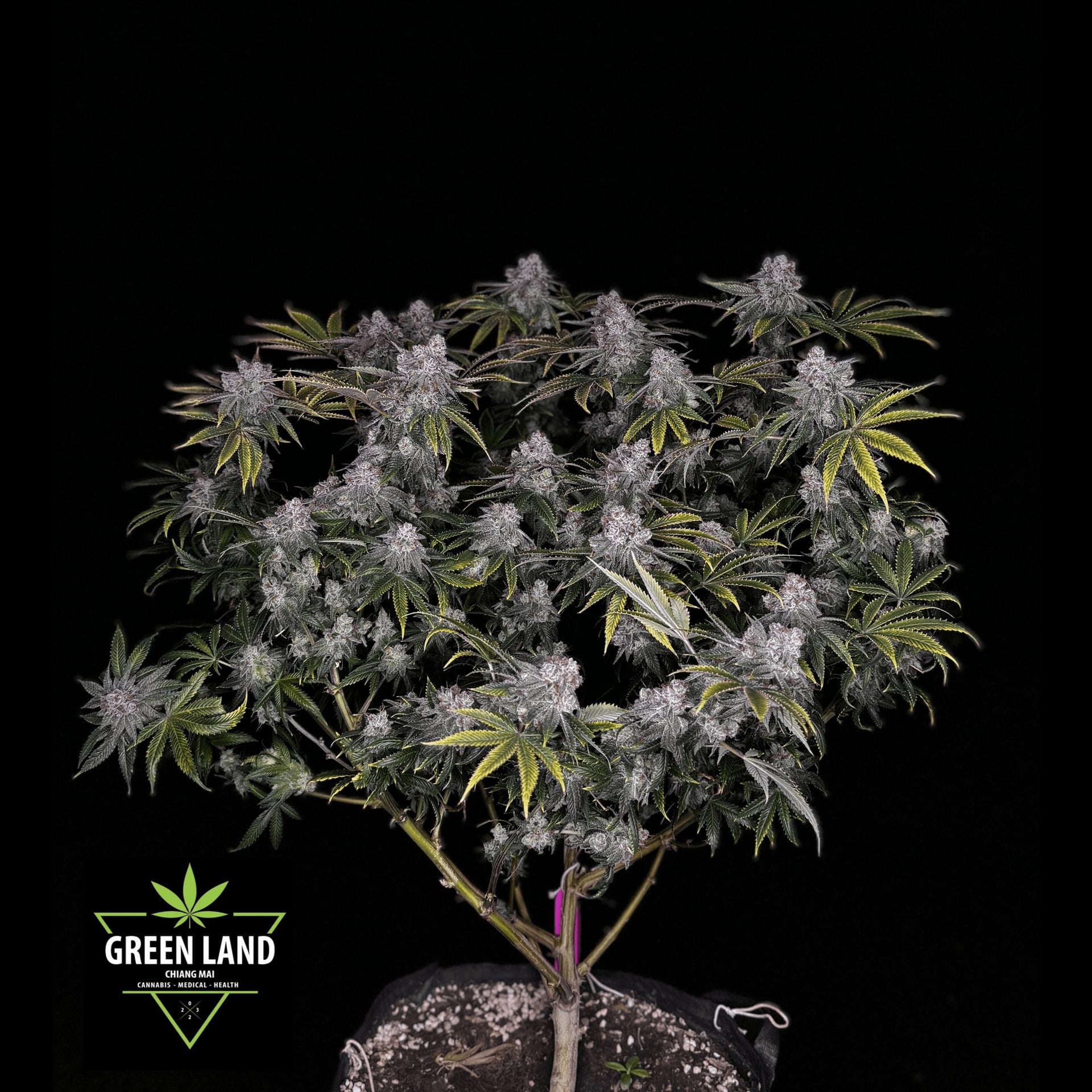 Green Land CNX logo