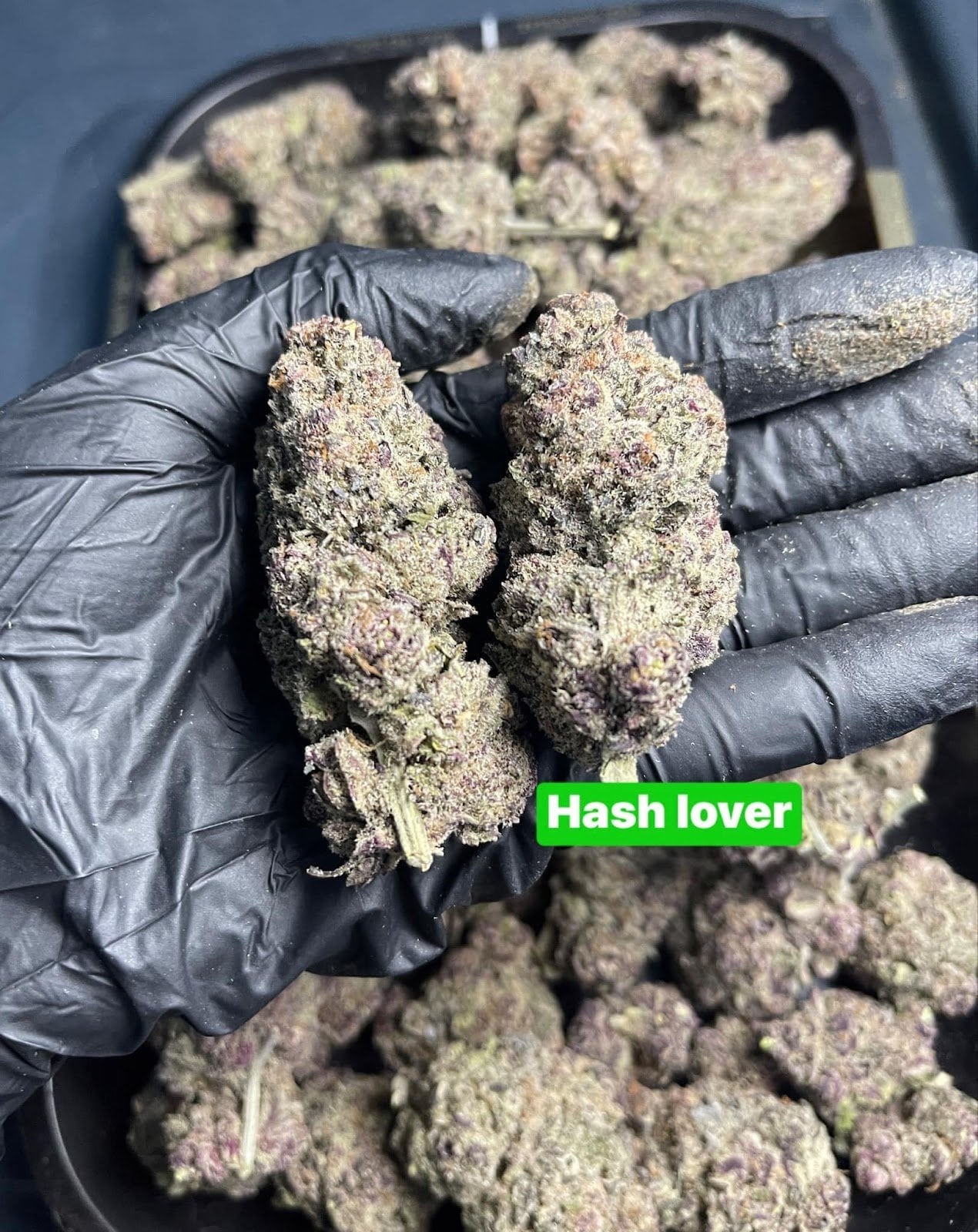 Know Cannabis