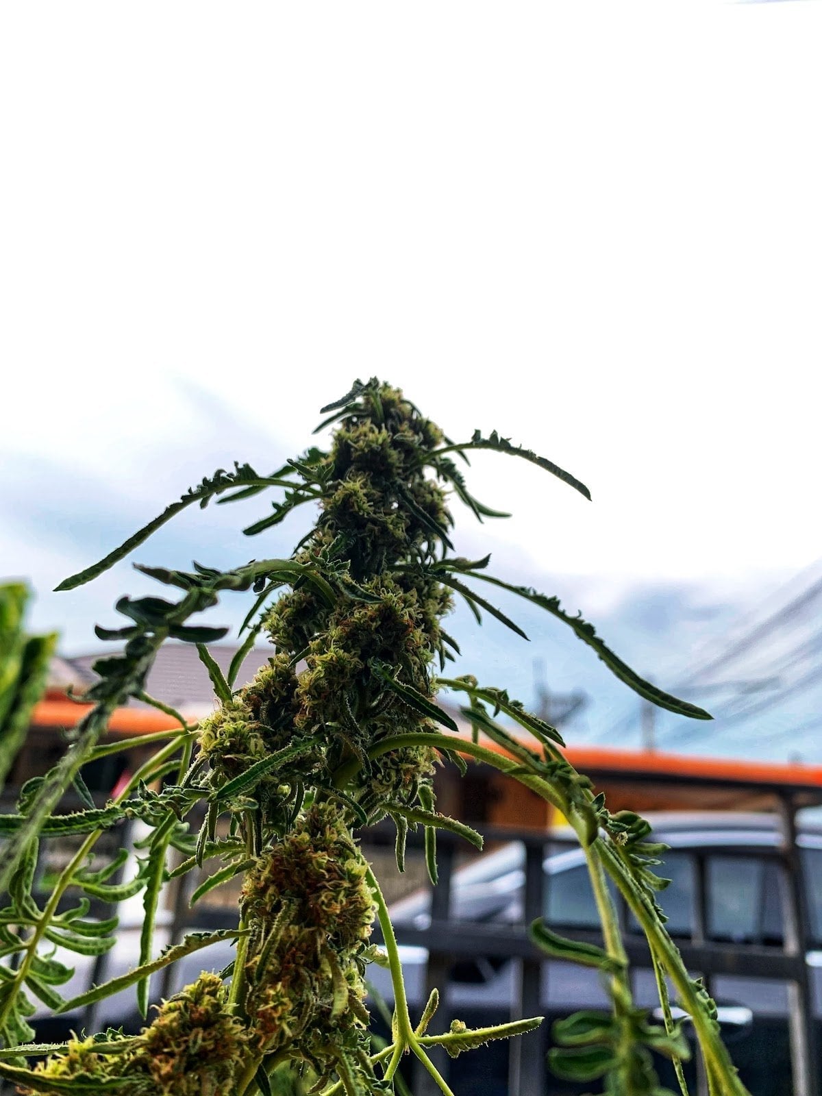 Pwg Cannabis & Bake Suphanburi