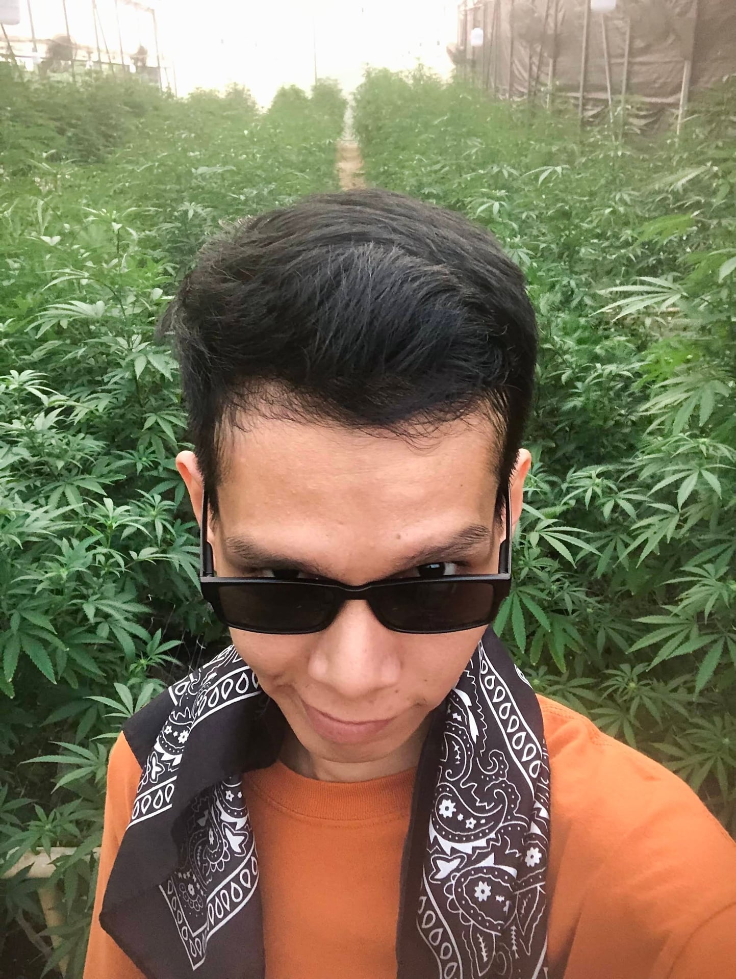 Lollipop Cannabis Farm