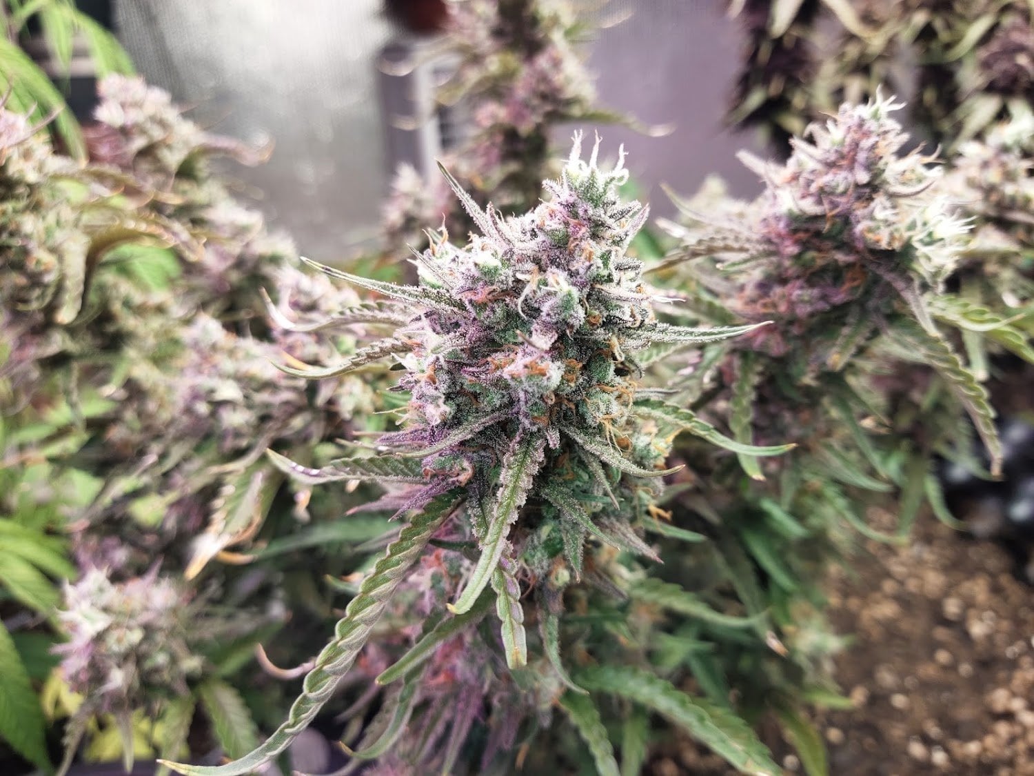 Nuea Rai Farm 420 Cafe