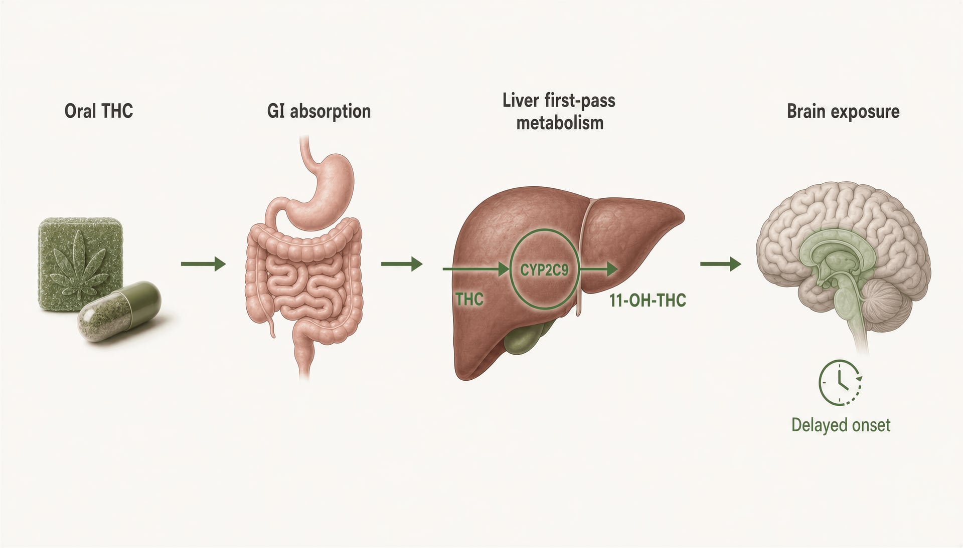 Schematic showing oral THC passing through the gut and liver before reaching the brain as 11-OH-THC and THC.