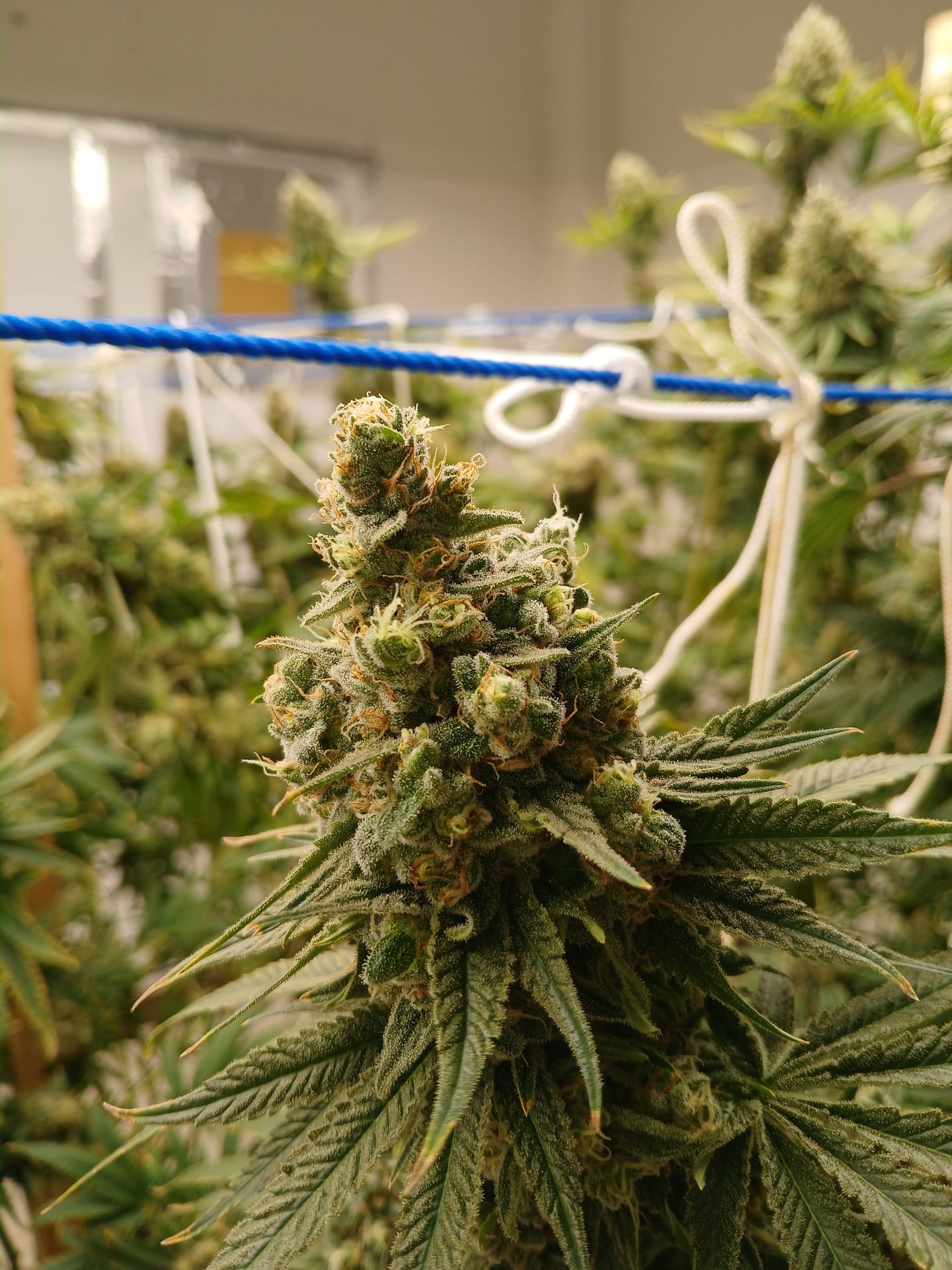 Cannabis Store Ampai