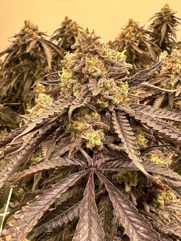 Highsiam By Badtayak Best Weed Cannabis Snus Tobacco Pouch Shop In Surat Thani