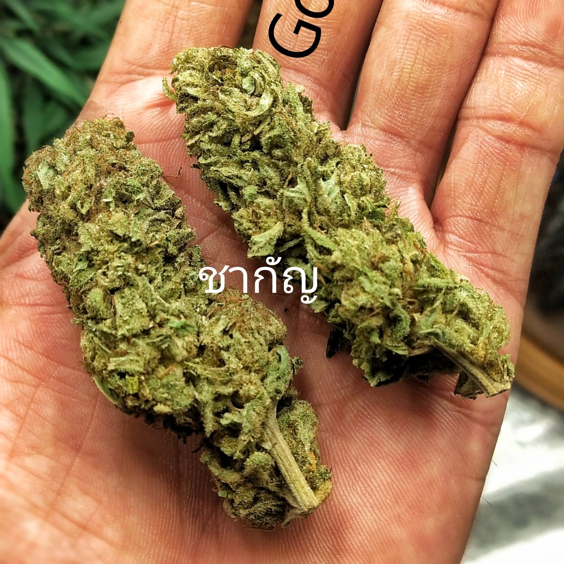 Cha Kan Cannabis