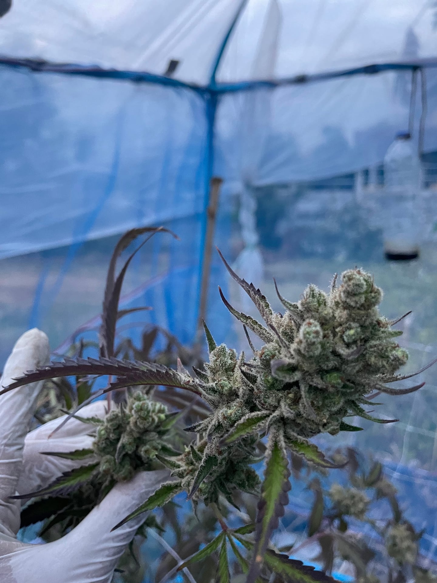 Lucky's Dispensary 1St WEED Shop Thatum