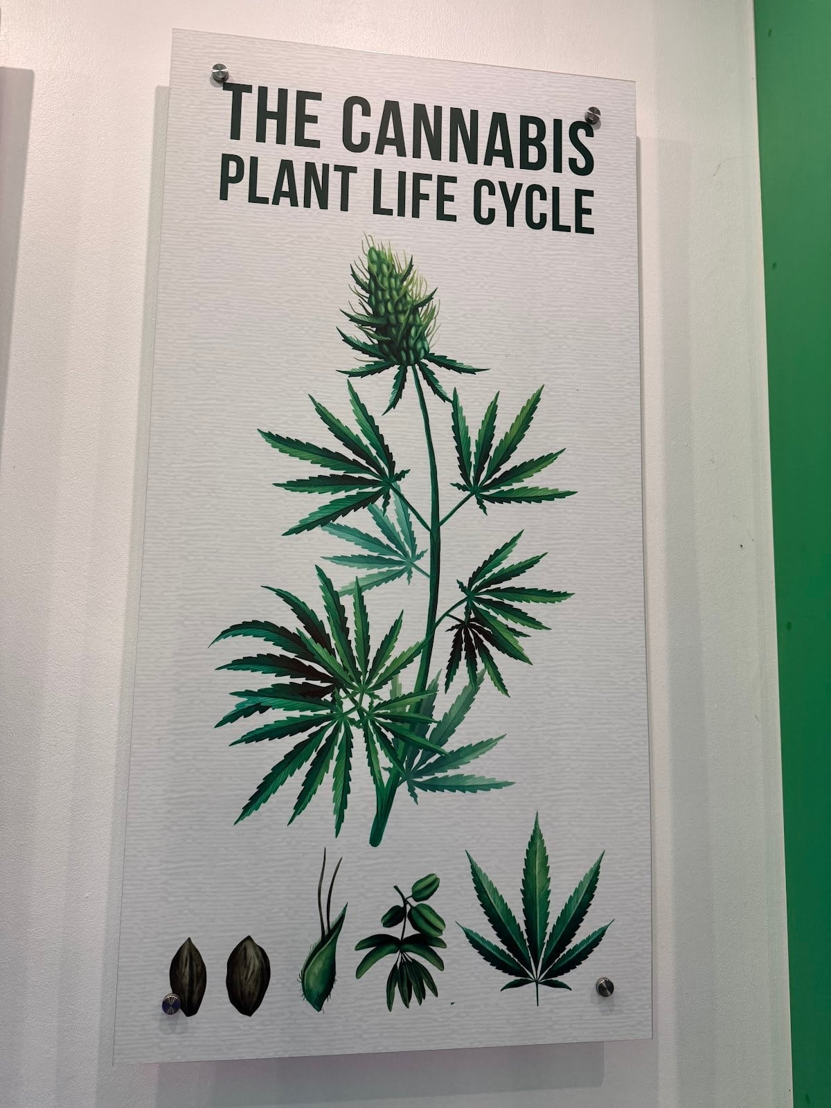 Greenland Cannabis