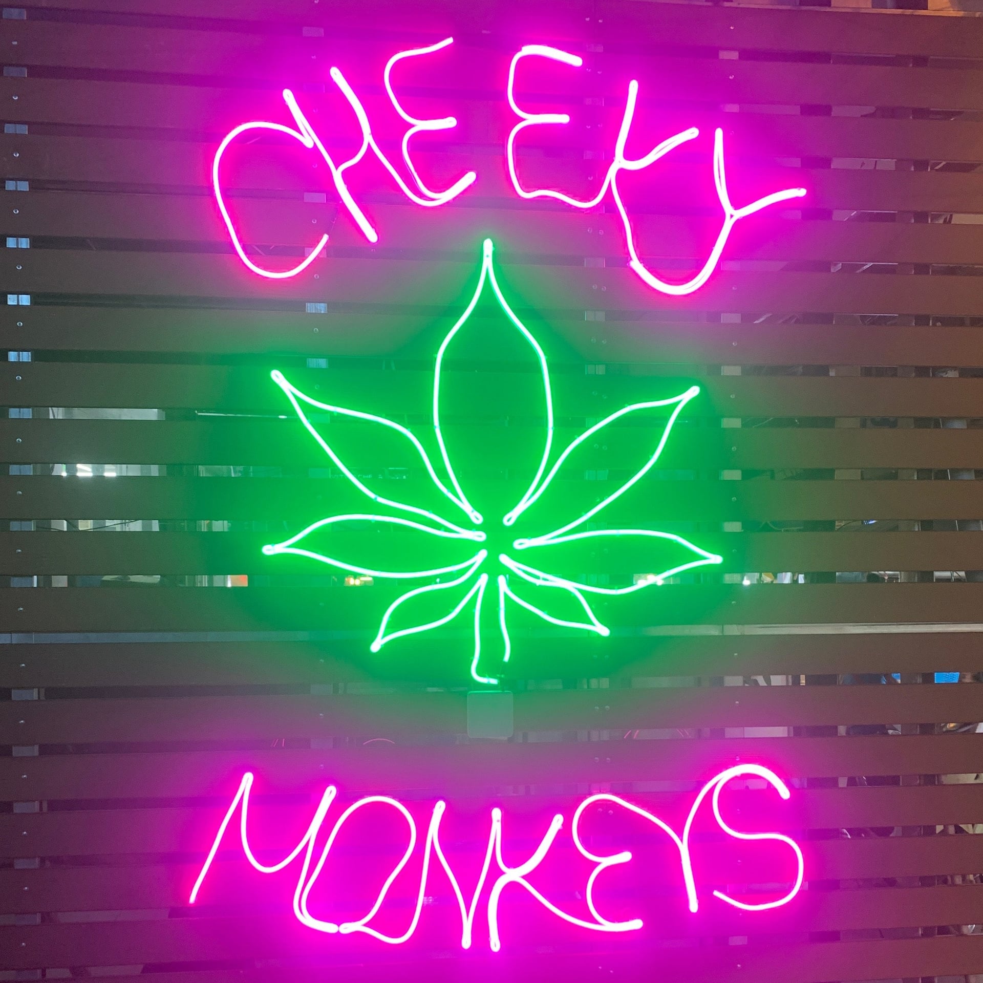 Cheeky Monkeys