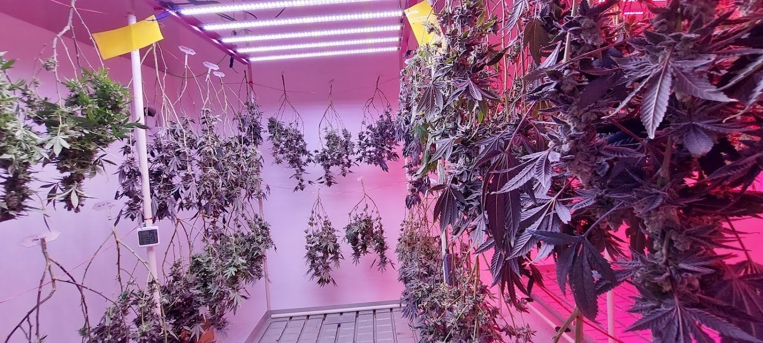 Tonkla Organic
