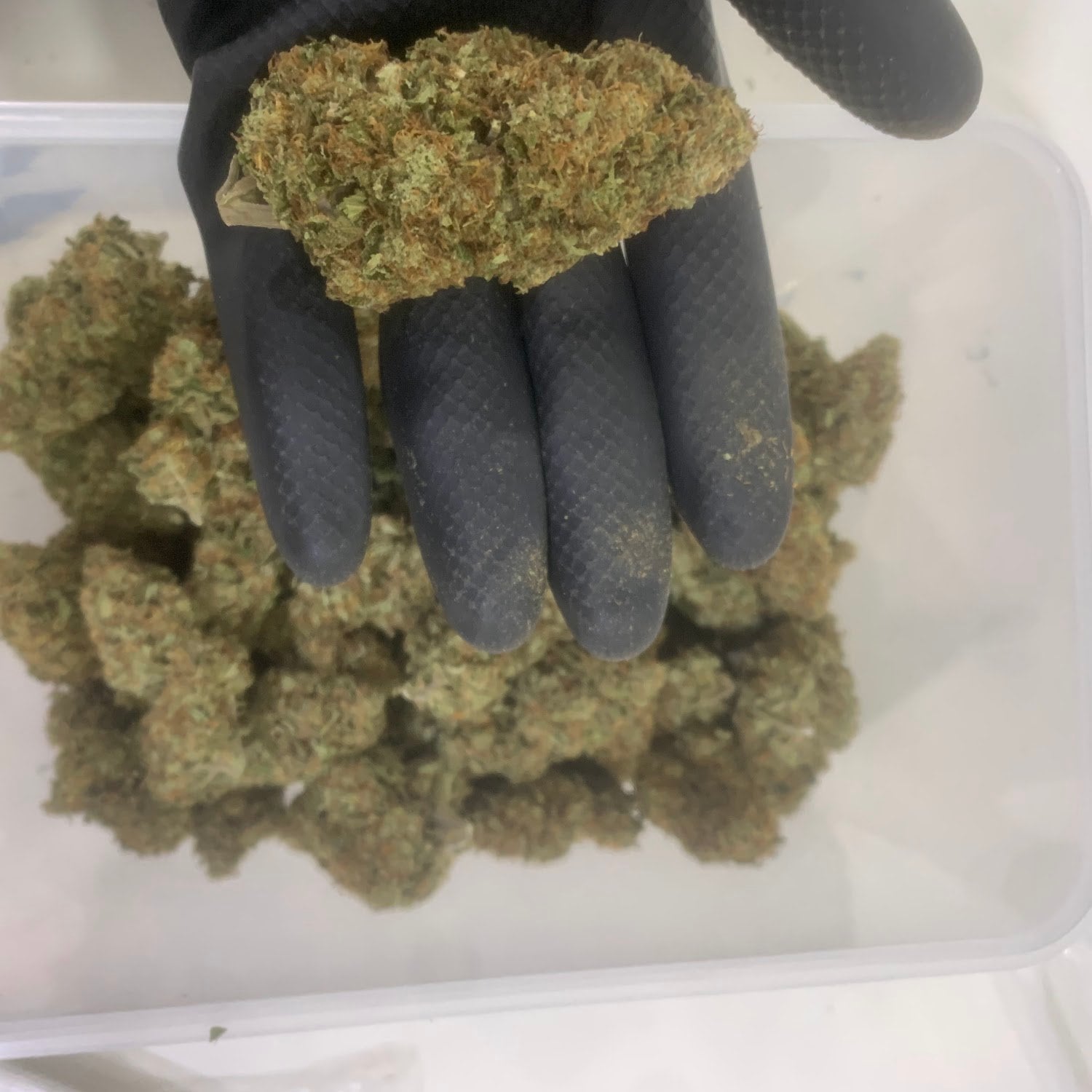 Green Cartel PanLamphao Cannabis