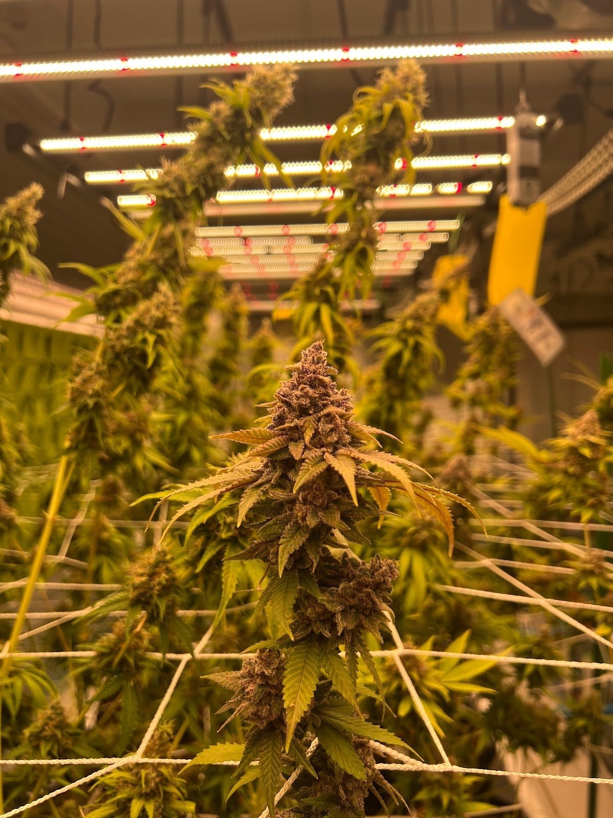 CannaBoomLand