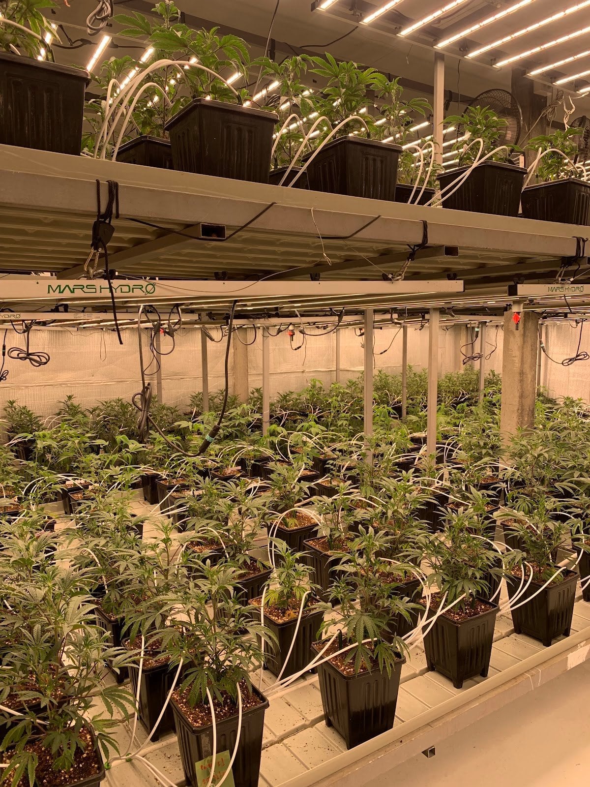 Mac 420 Cannabis Store Weed