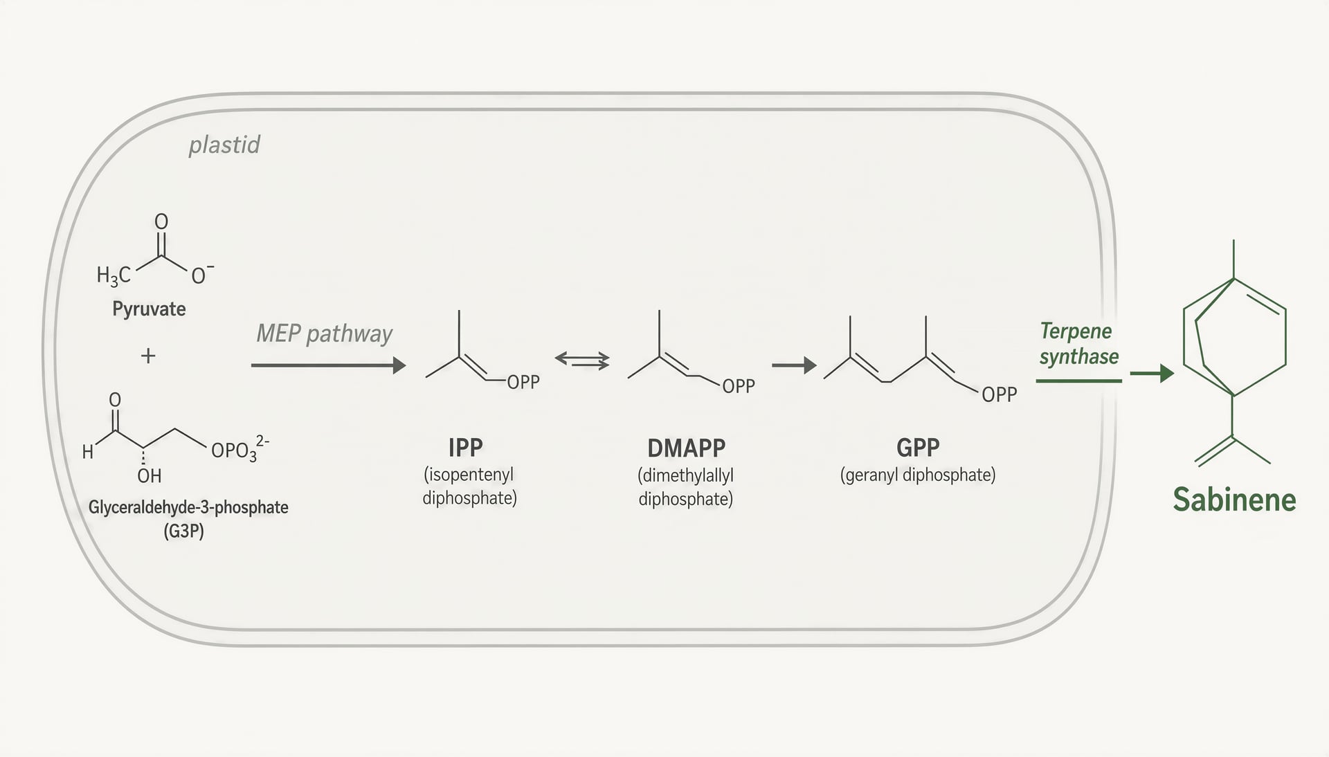 Terpeno Sabinene na cannabis: aroma, factos, evidências