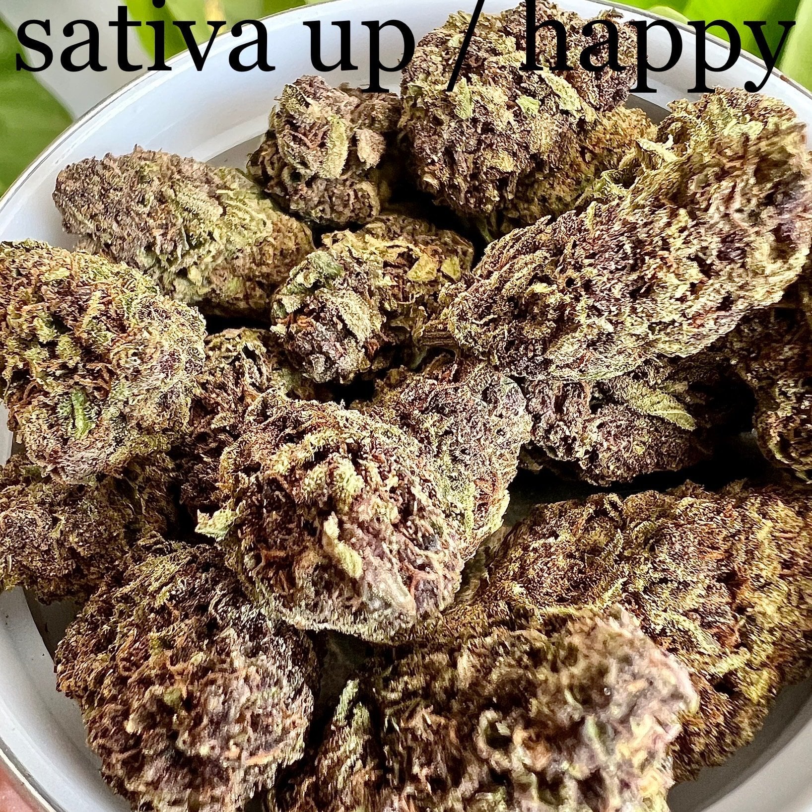 WEED BONG Klongwong Songkhla , , , Onkruid, Mauvaise Herbe