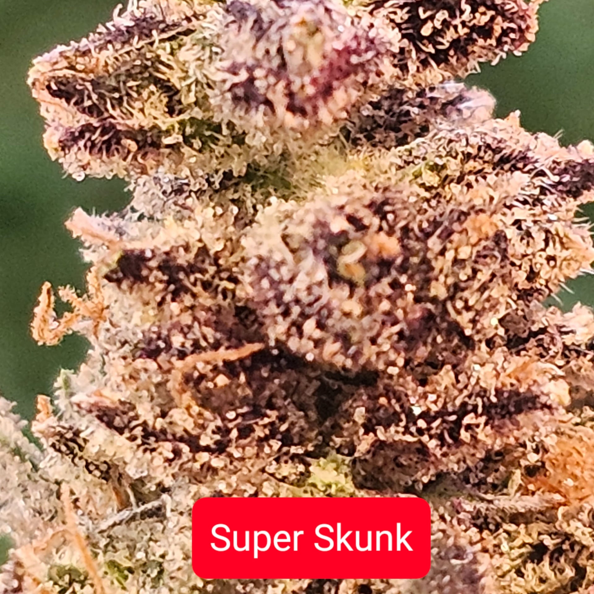 Marijuana Ao-nang
