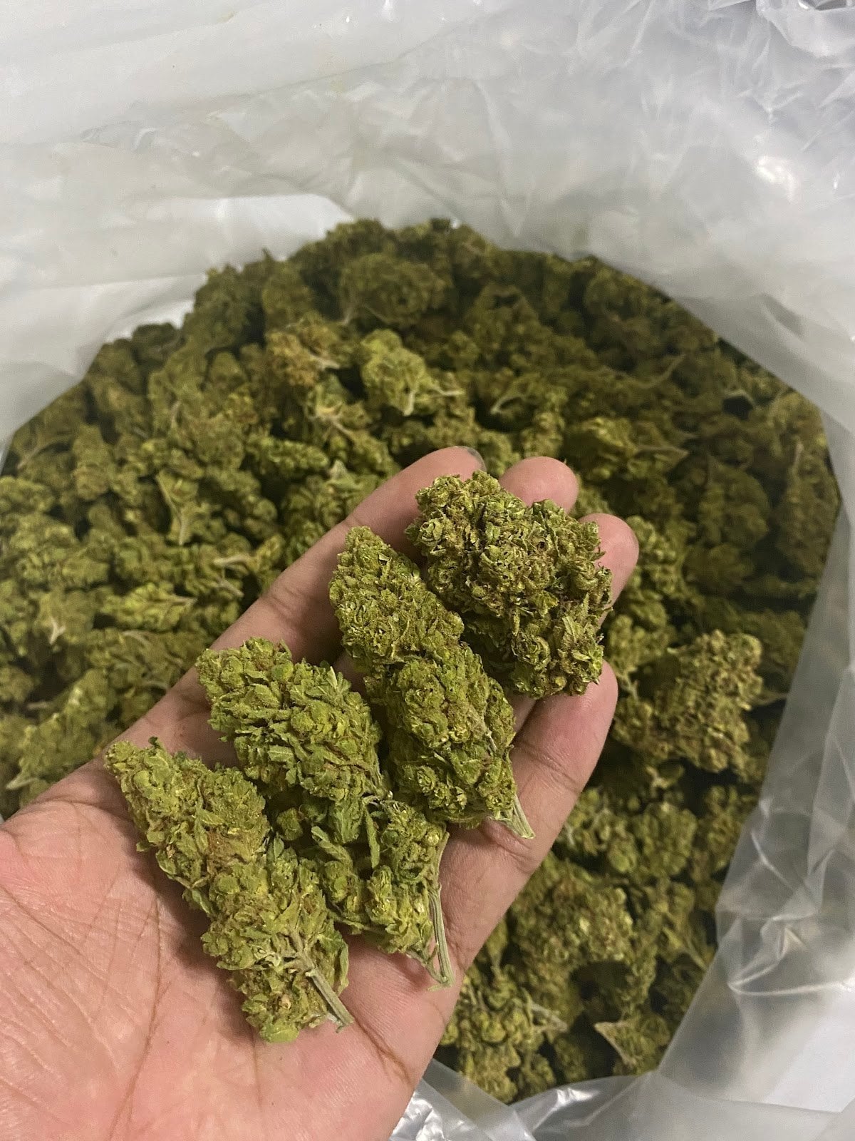 M&P Cannabis