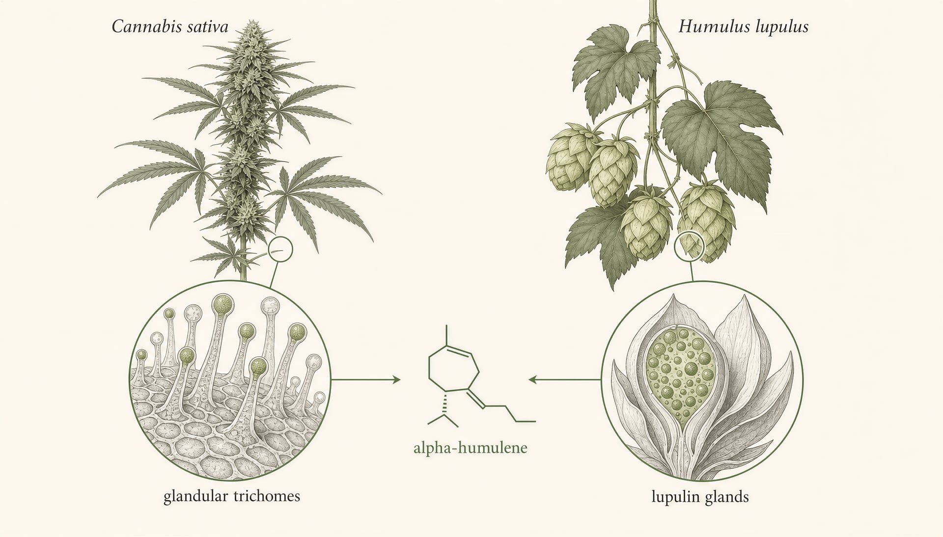 Humulene terpen v cannabis: Účinky, vědecké poznatky, bezpečnost