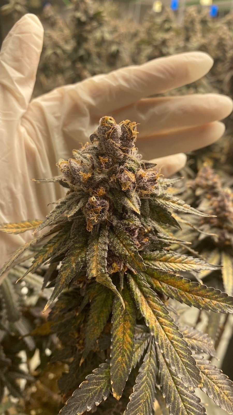 Cannibis Castle