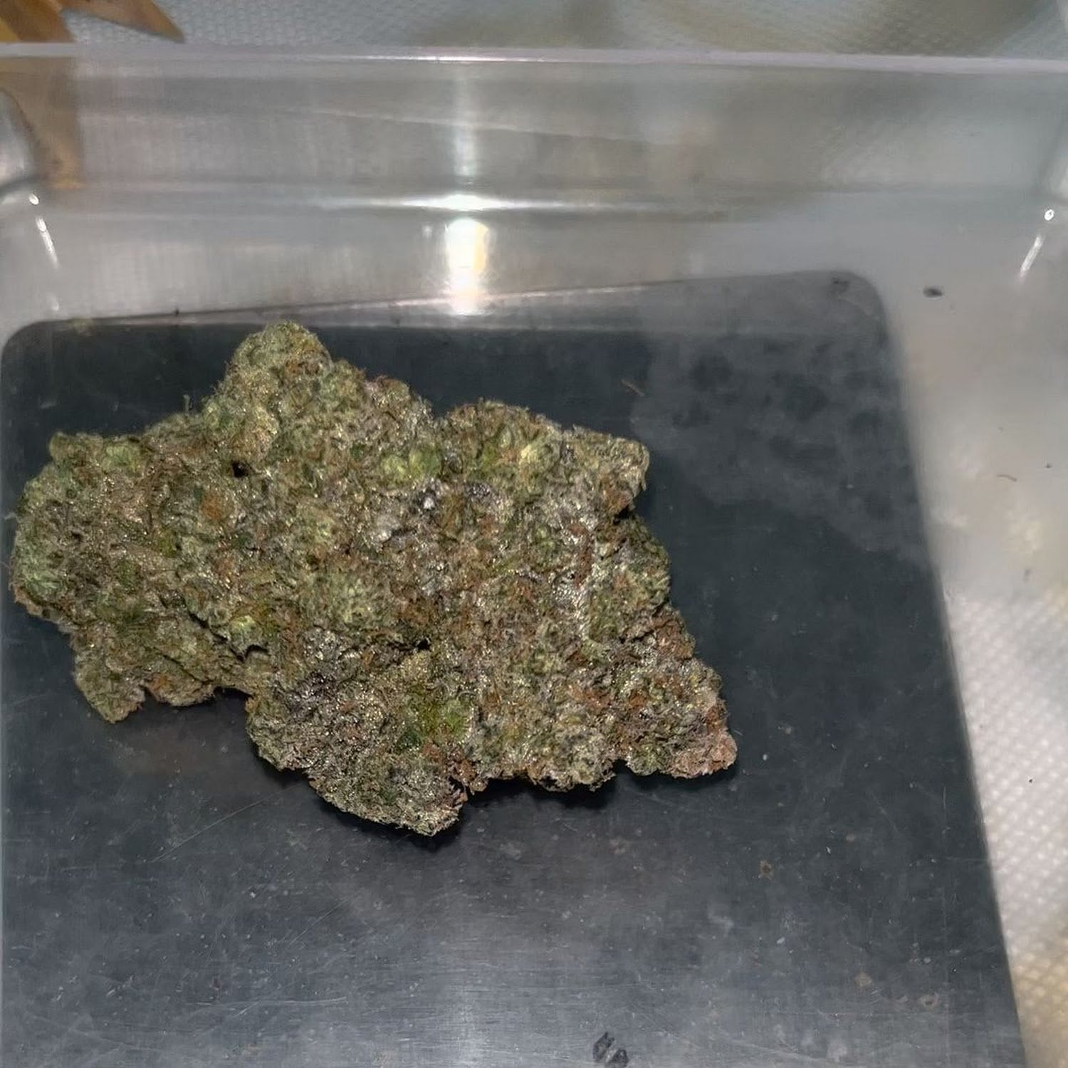 AvenweeD