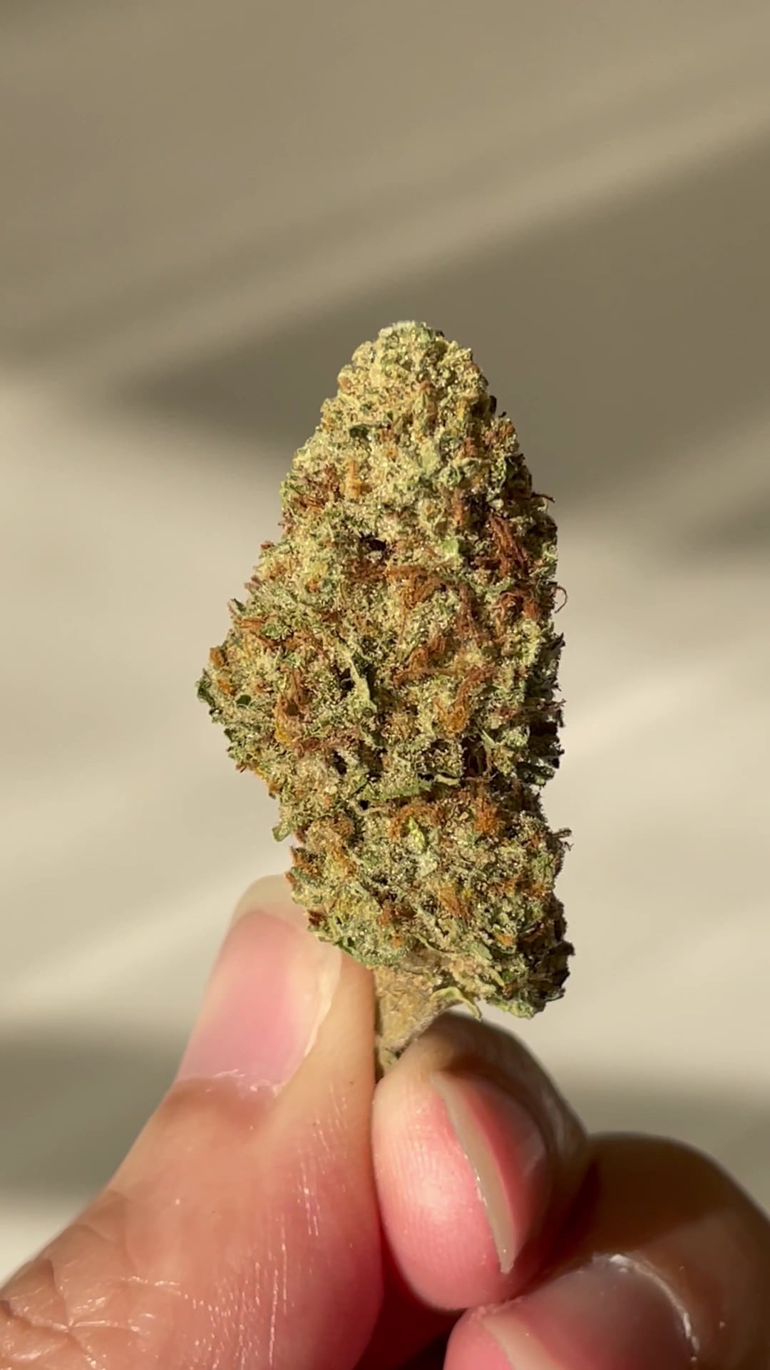 Case Study Ubon Cannabis